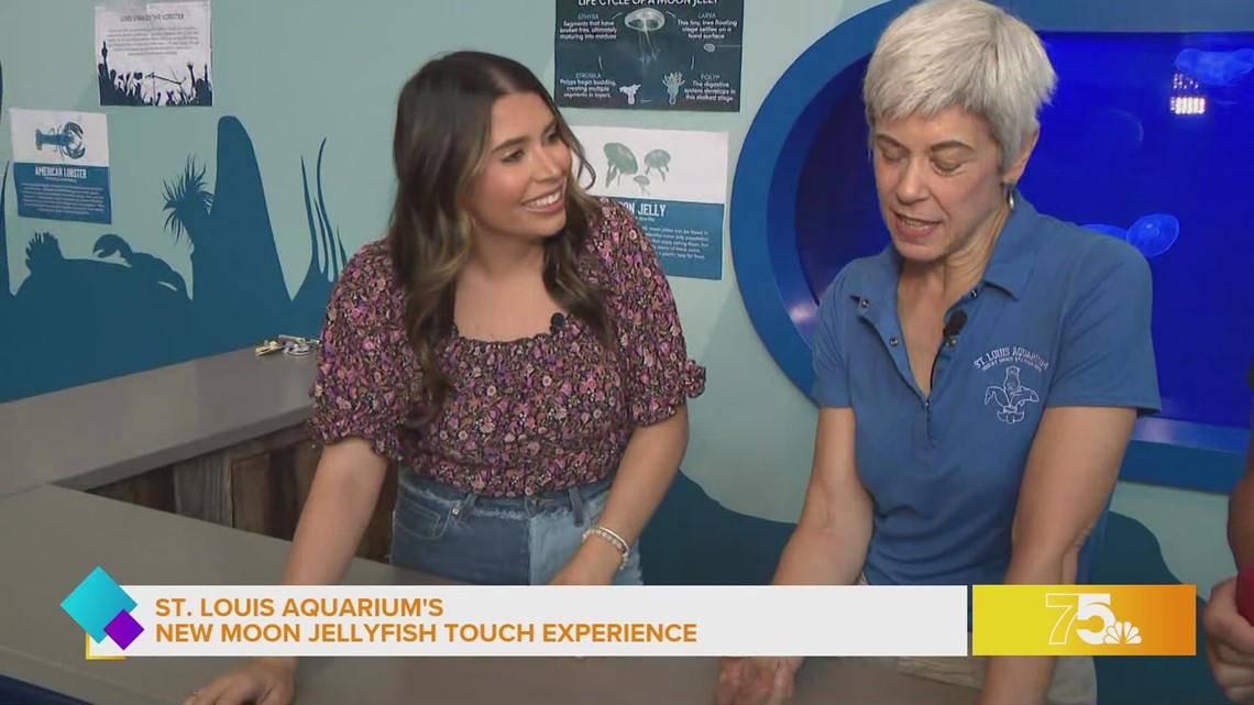 Dana gets a feel for the new Moon Jellyfish Touch Experience at The St. Louis Aquarium