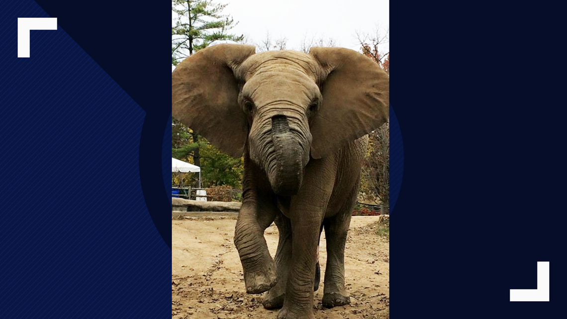 Elephant Max passes away one week after 2 others died at Grant’s Farm