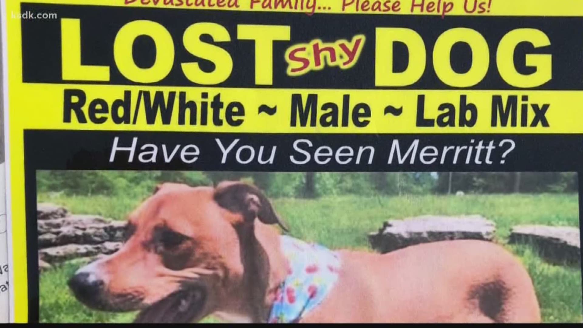 how can i track my lost dog