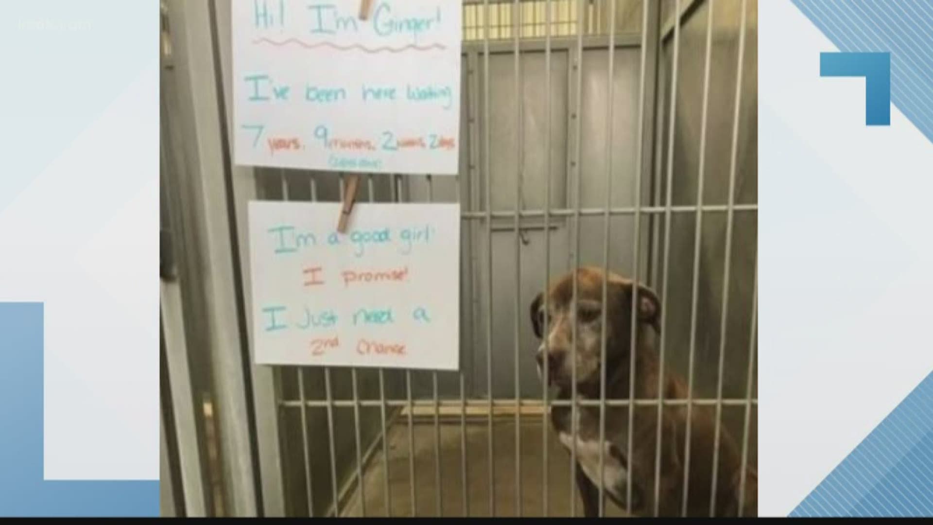 Dog waiting 7 years for adoption finally finds forever home 