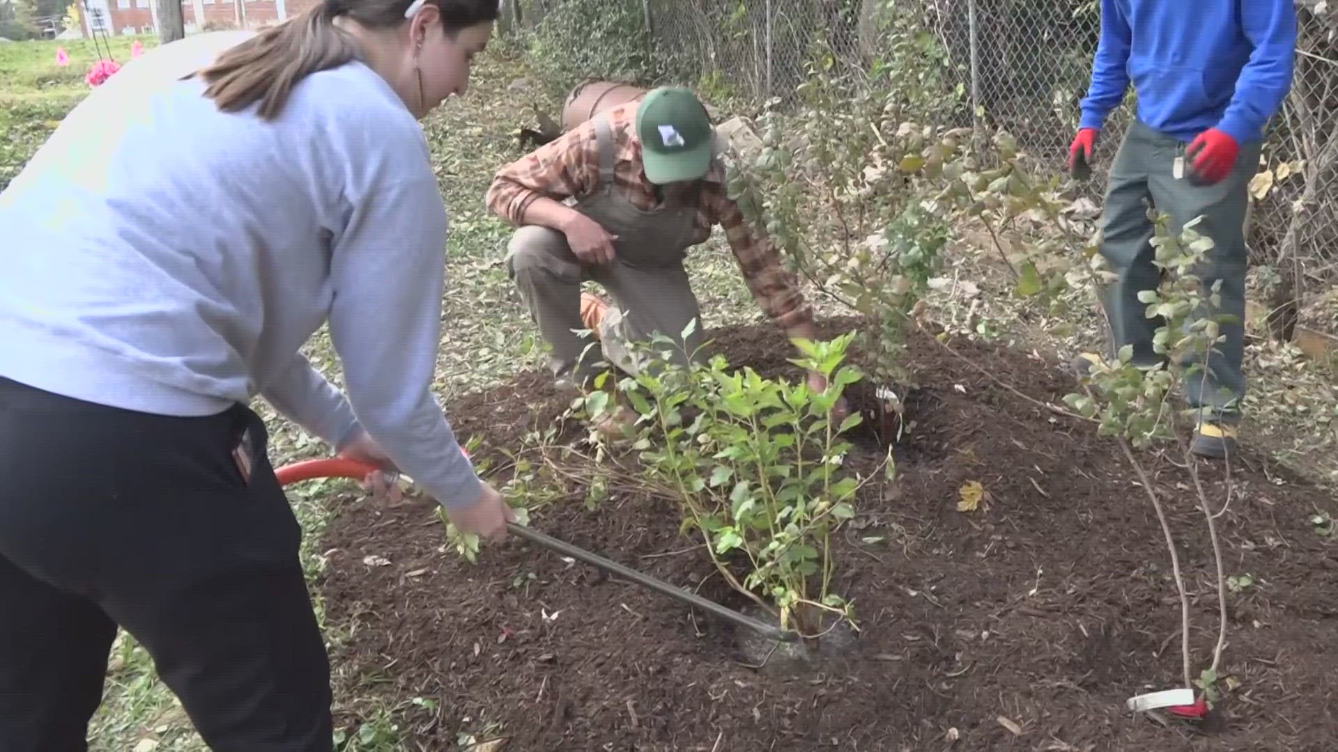 A Missouri Botanical Garden youth group is working to preserve the cemetery for years to come. The group ripped out invasive plants and planted native trees.