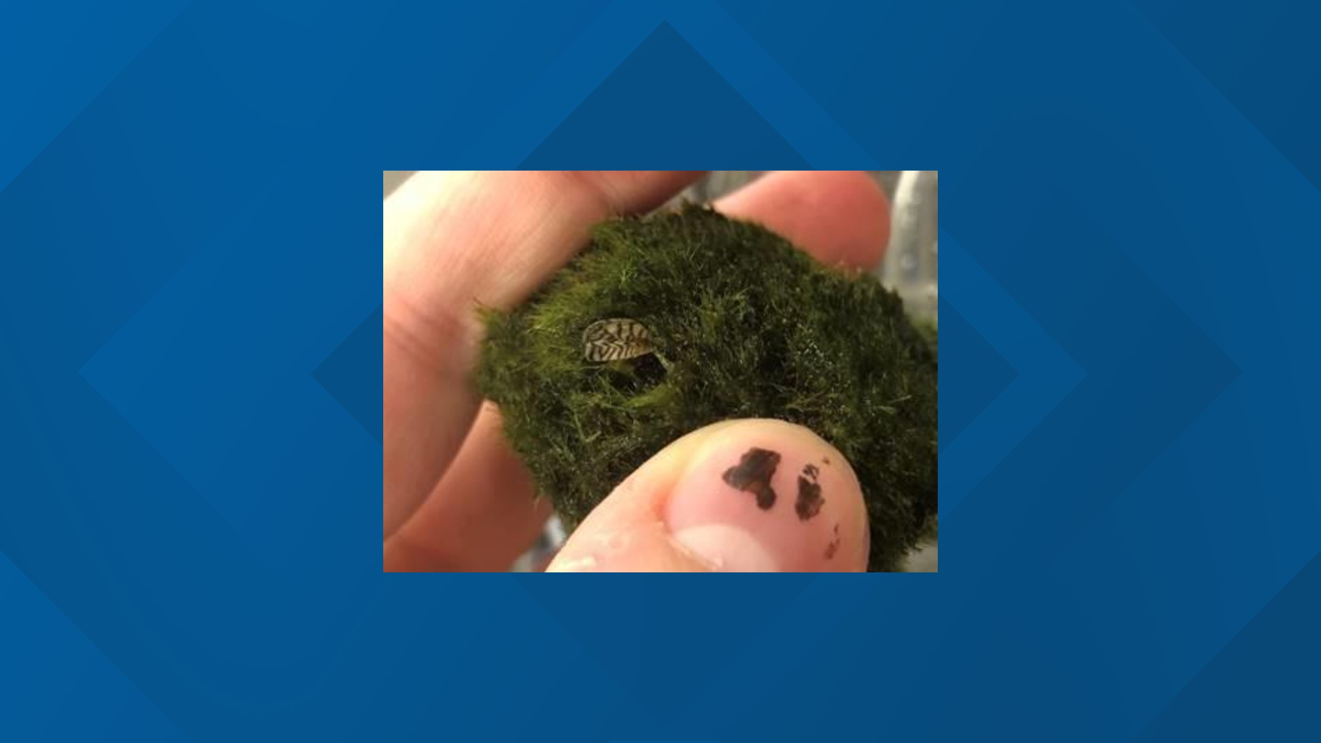 moss balls zebra mussels moss balls zebra mussels