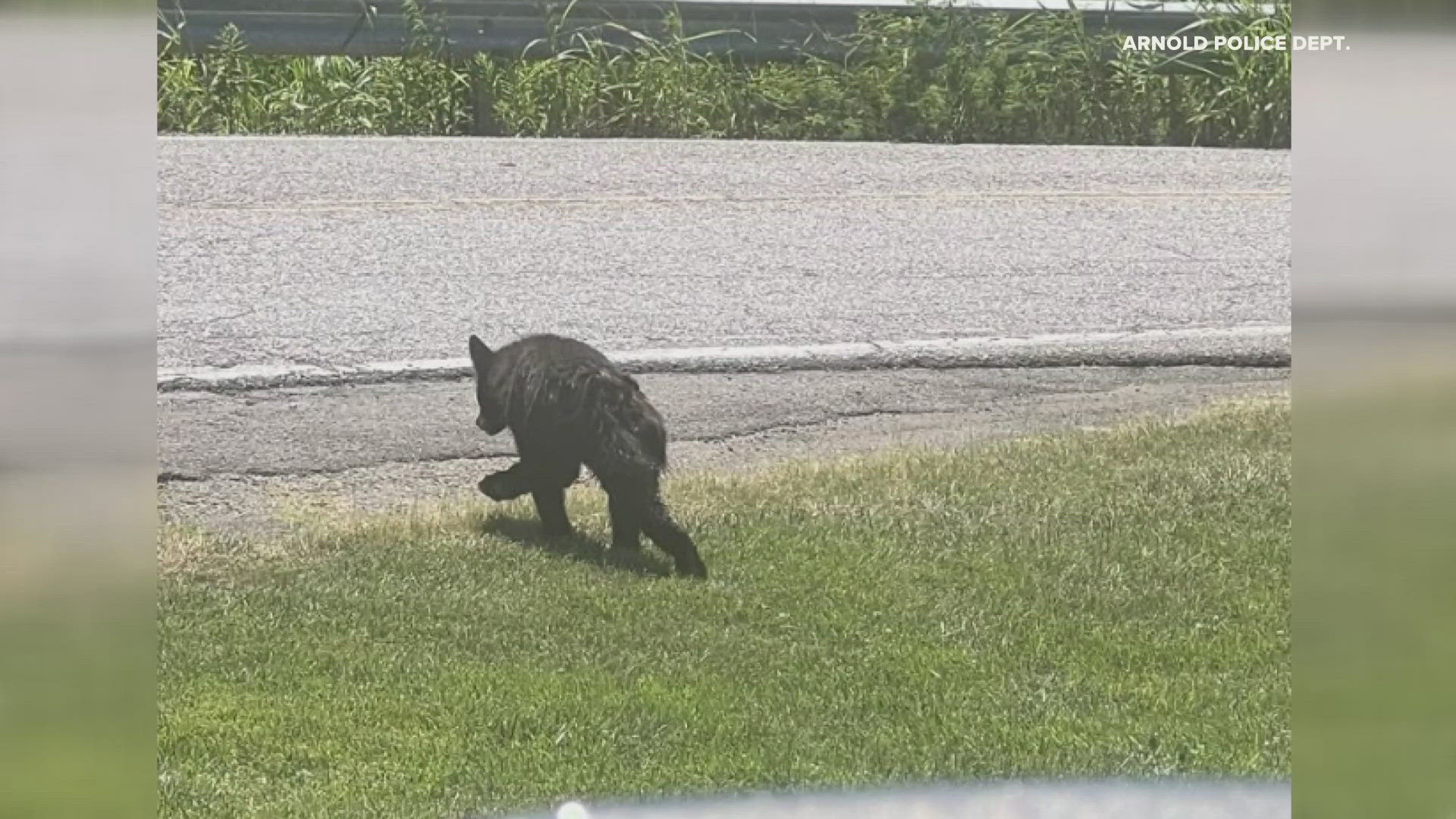 Video of the bear was sent to 5 On Your Side from Pat Austin. This bear has been tracked around the St. Louis County area.