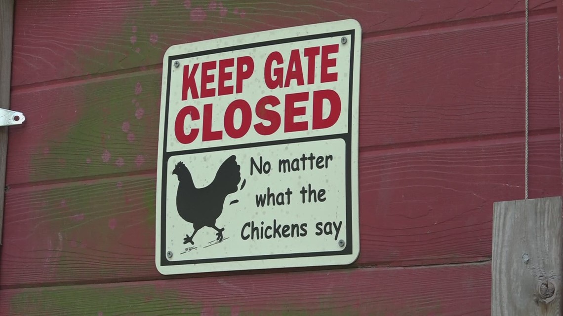 Ordinance could allow backyard chicken coops in city limits