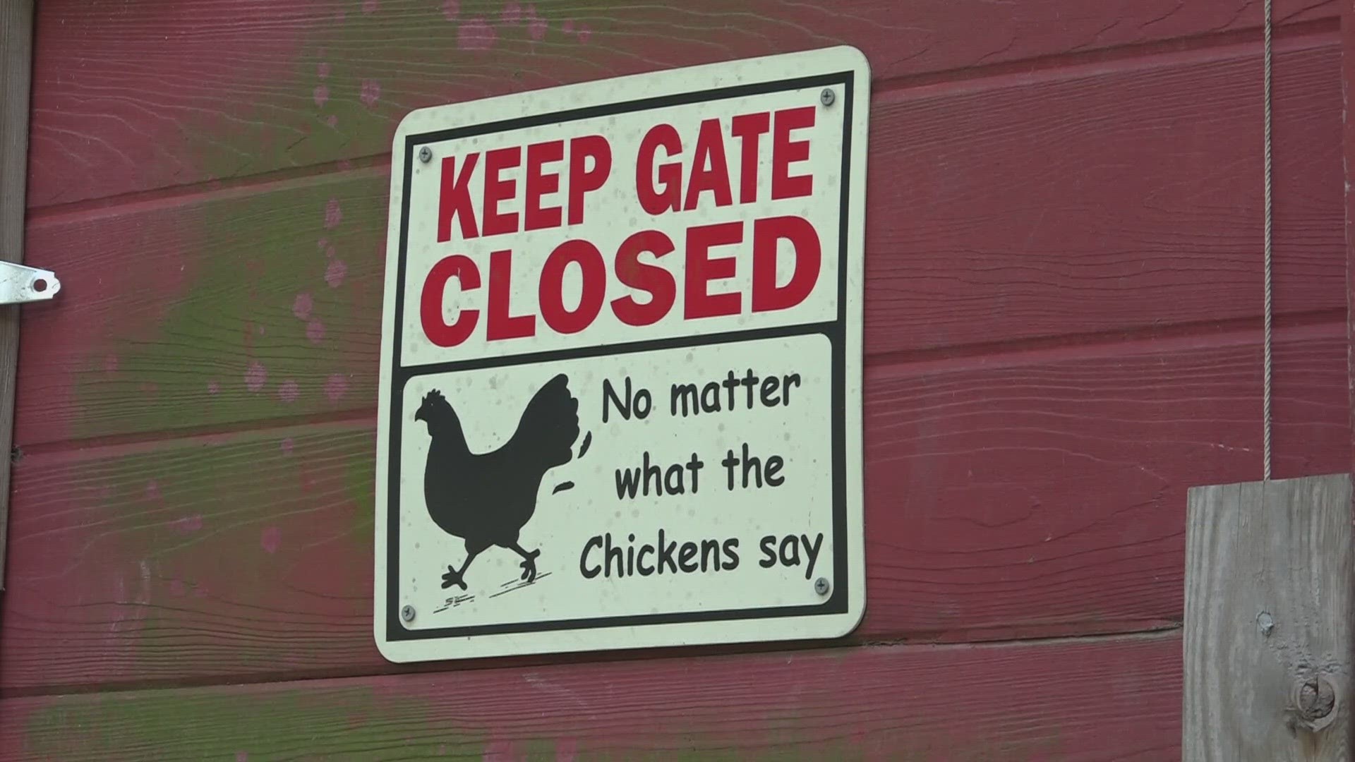 Belleville considers ordinance allowing backyard chicken coops in city limits. Chickens have historically been banned in the Belleville city limits.