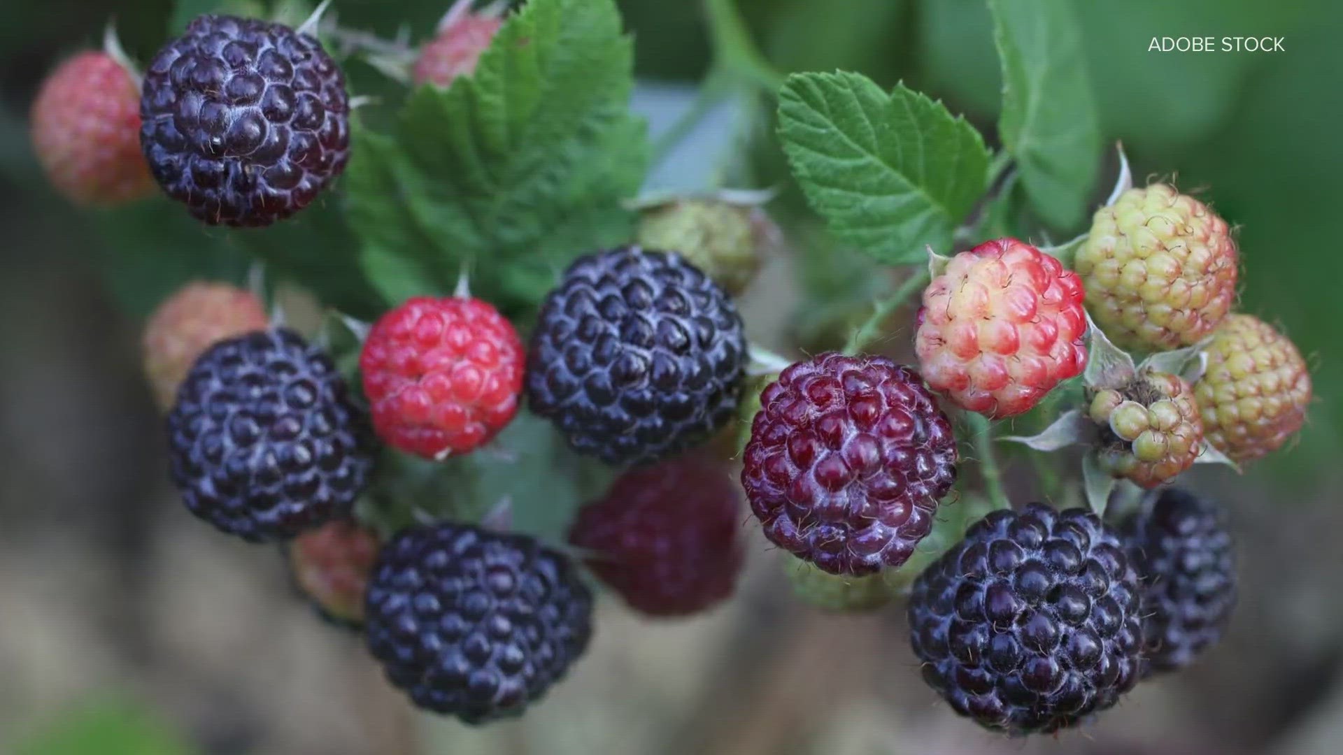 From Friday to Sunday, guests can pick their own black raspberries for $4.99 per six ounces. Six-ounce containers will also be available for purchase in the store.