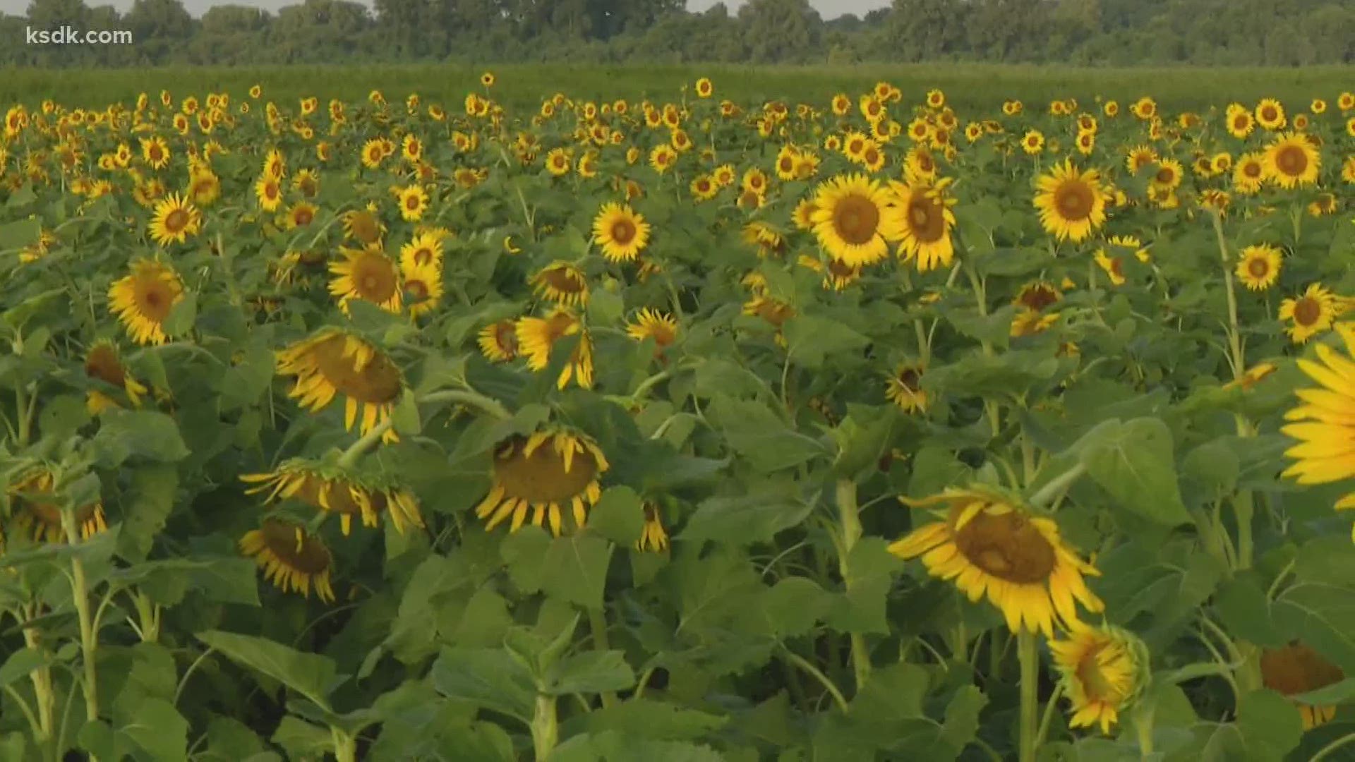 The bright yellow blooms have returned to the Columbia Bottom Conservation Area this summer.