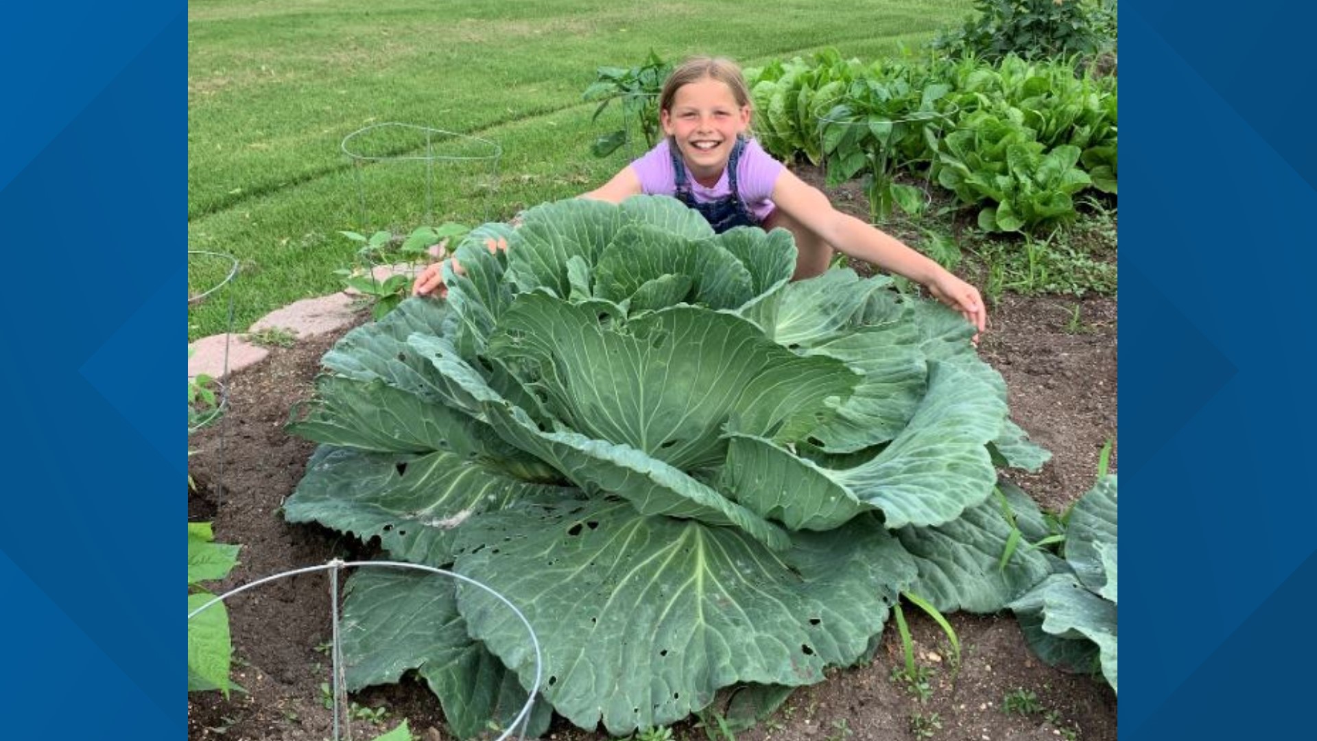 This cabbage had one big price on its head!