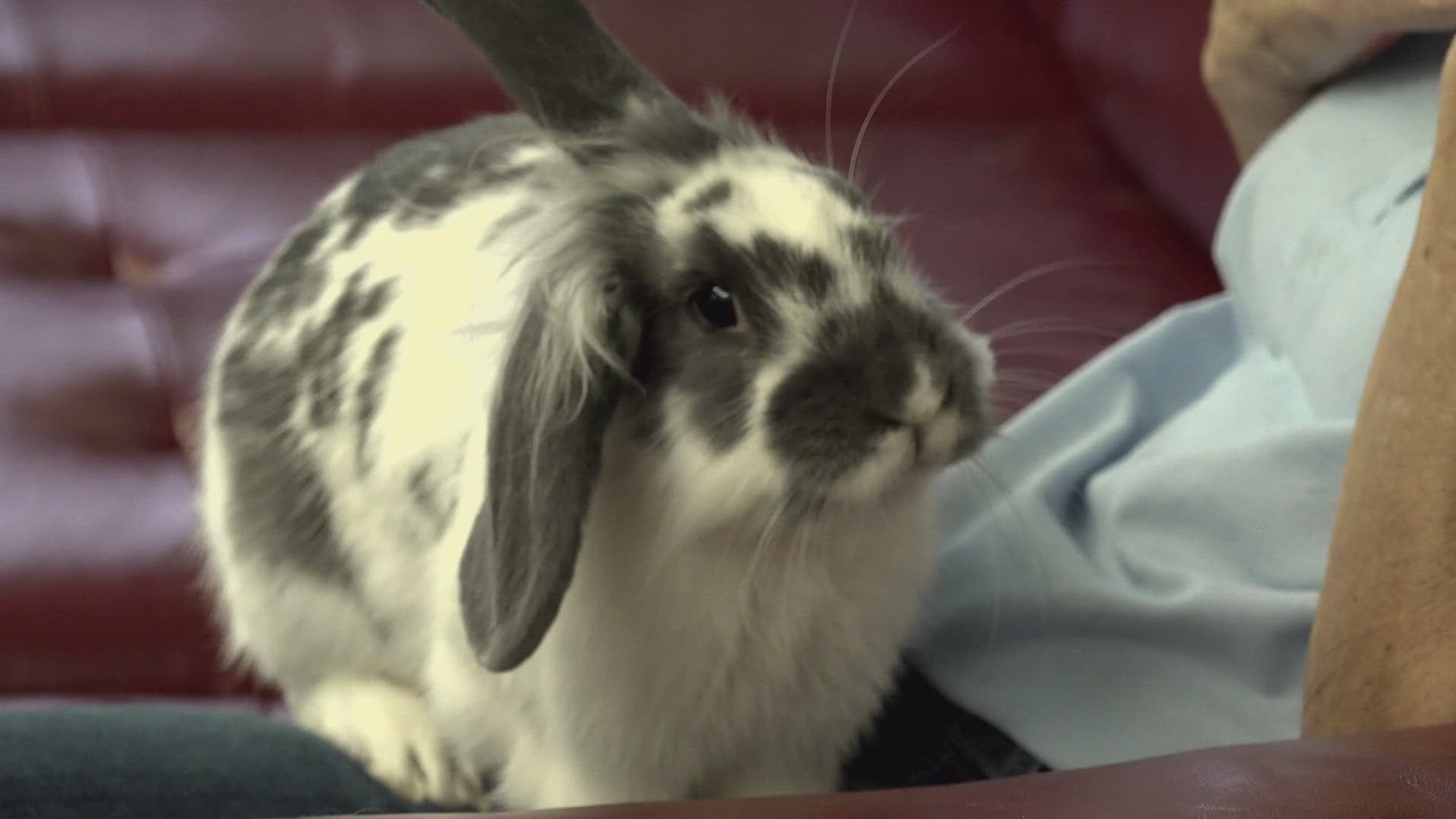 House rabbits are misunderstood, and behind dogs and cats they are the third most abandoned pets in the United States.