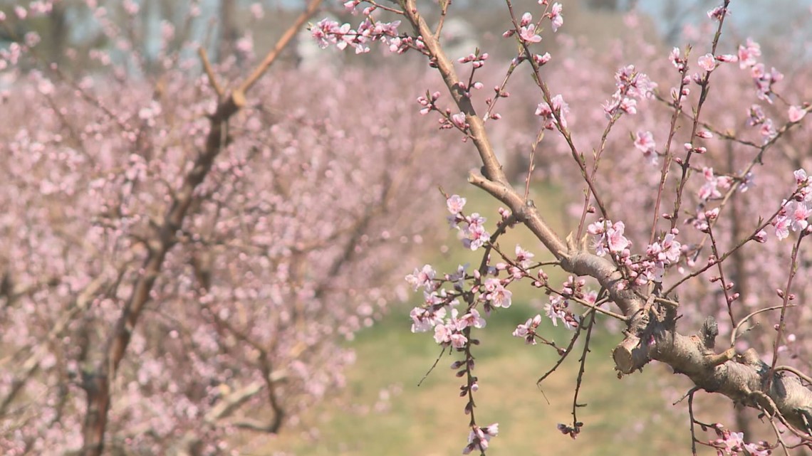 St. Louis area farmers brace for what could be final freeze - Vimarsana News