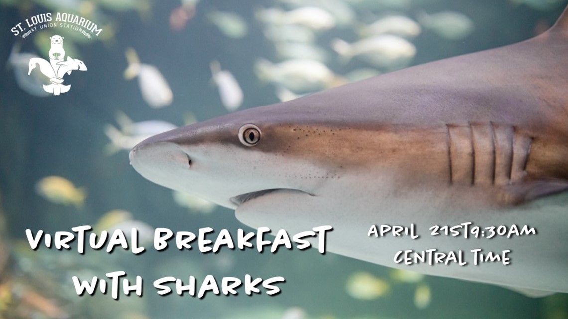 St Louis Aquarium Live Cam