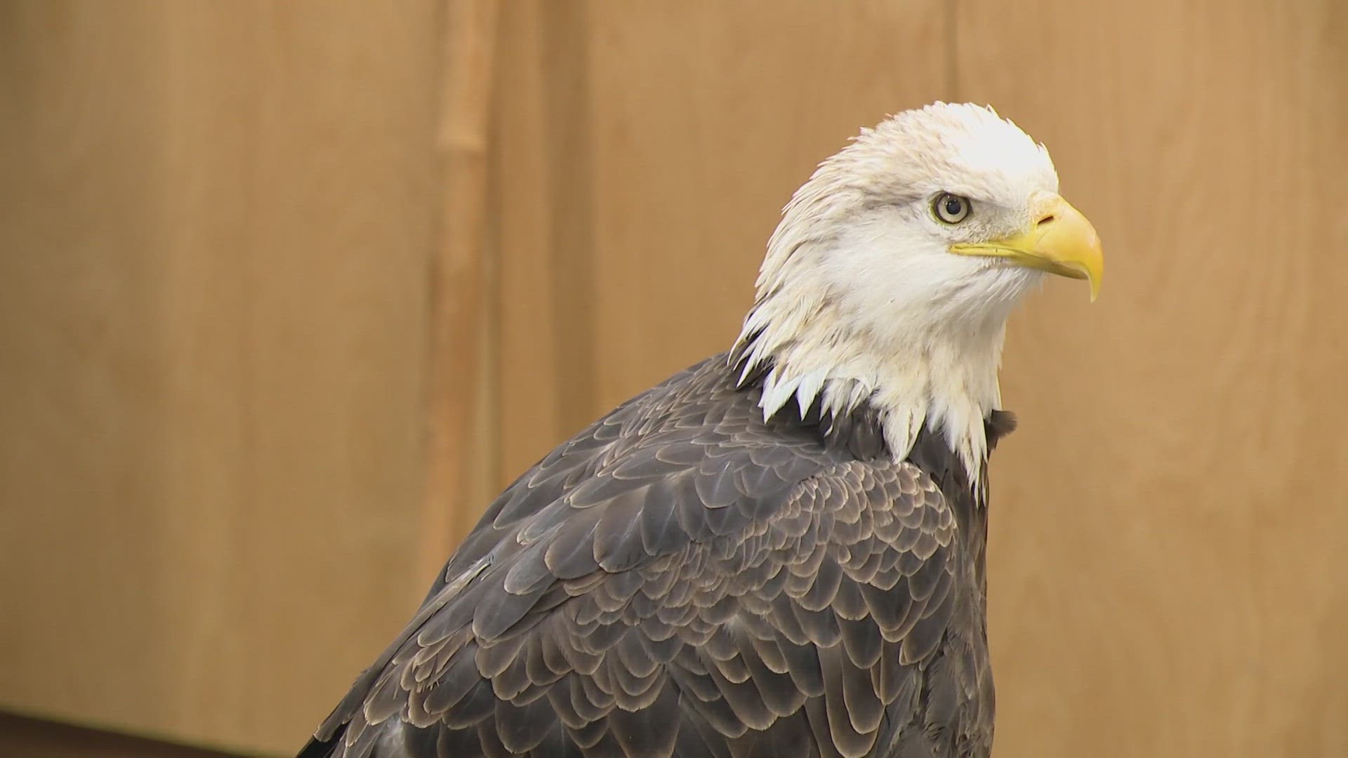 Bird watchers are hoping for colder weather as the warm start to winter is keeping bald eagles from migrating south.