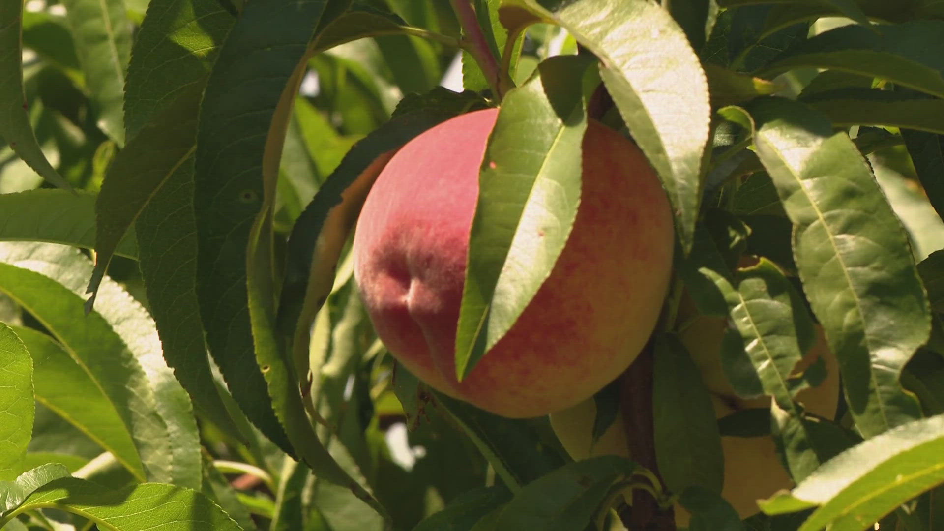 Peach season arrives early at Eckert's due to rainy spring