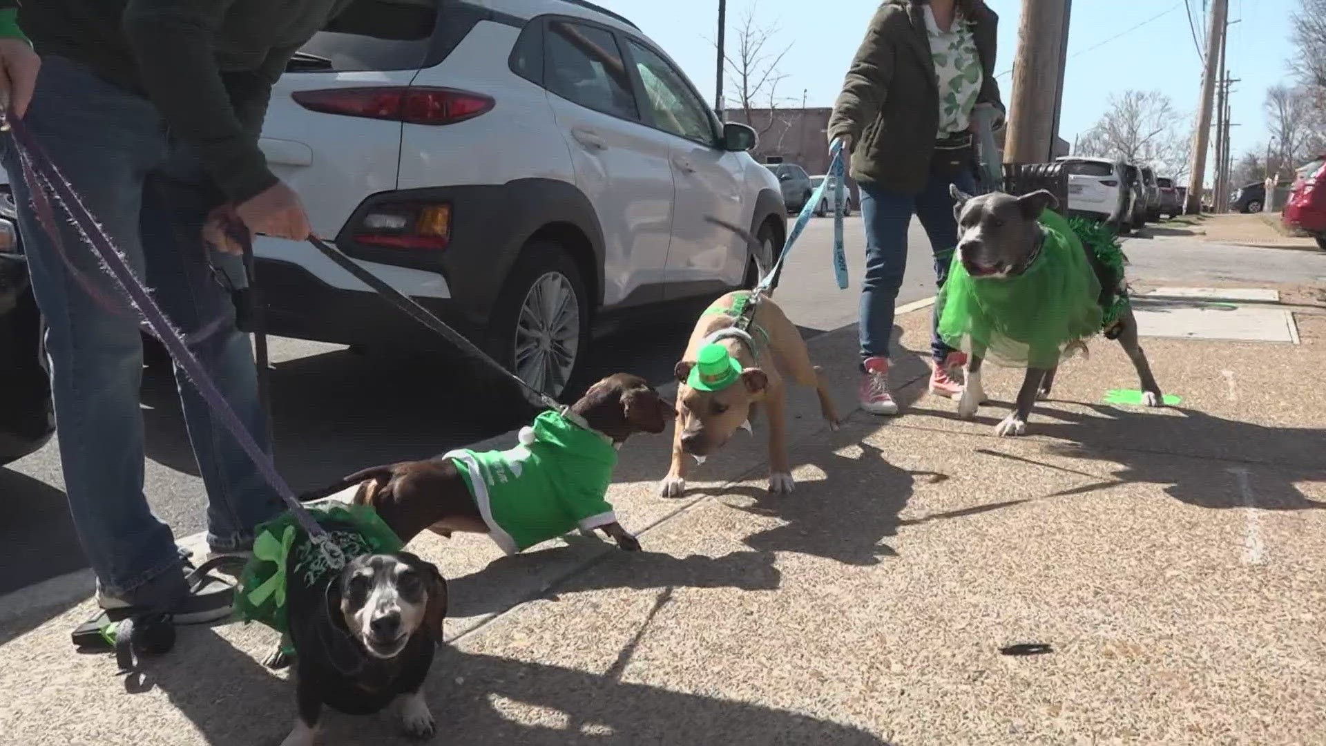The dogs were the star of the show for celebrations in Dogtown. The "Luck of the Paws" costume contest was just a warm-up for the big parade on March 17.