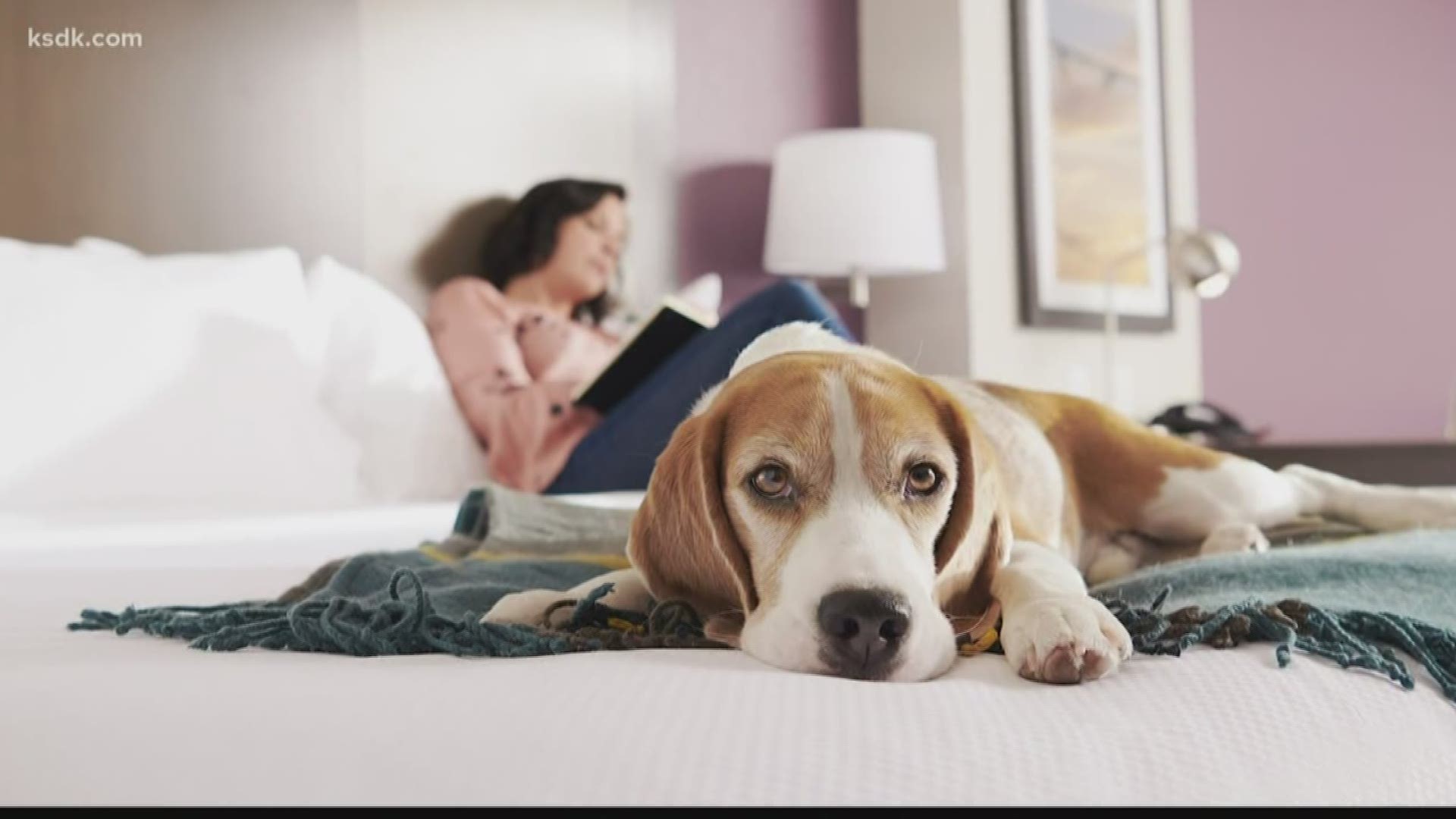 See how La Quinta is using pet therapy dogs, among other things, to help reduce business travel stress.