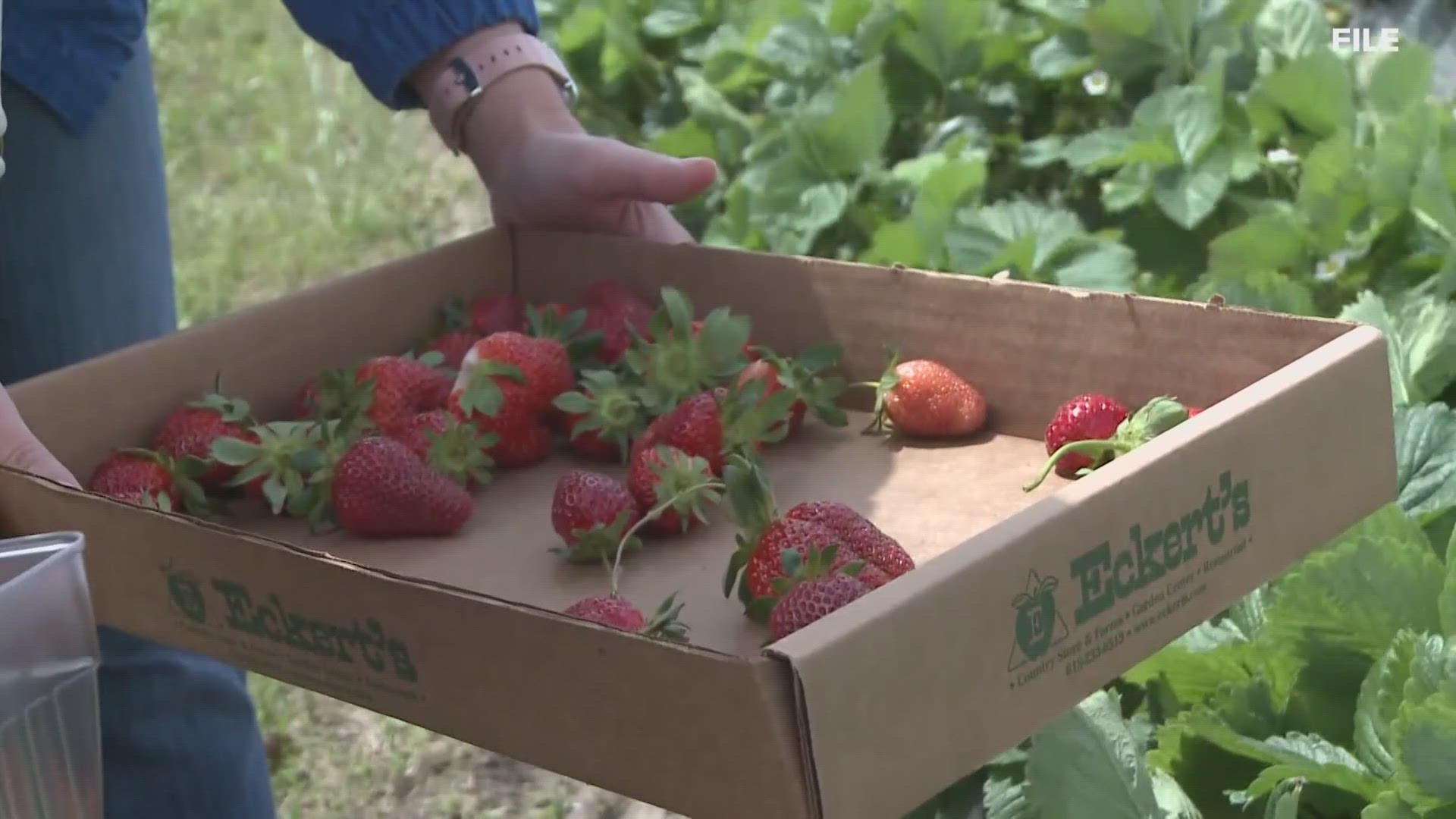 Eckert's Farm in Belleville is opening its strawberry fields for picking. Here's when you can visit this year.