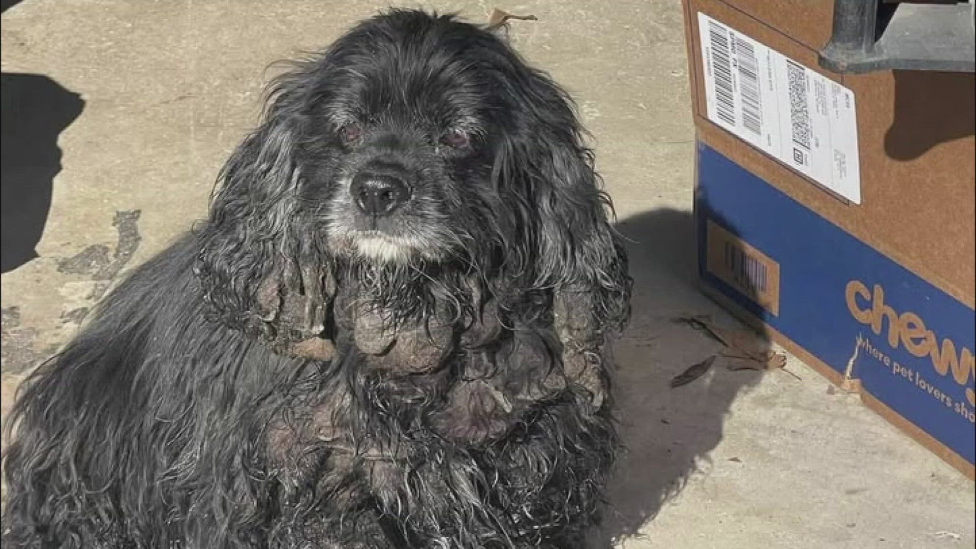 Missouri family reunited with missing dog, nearly 1 year after he ...