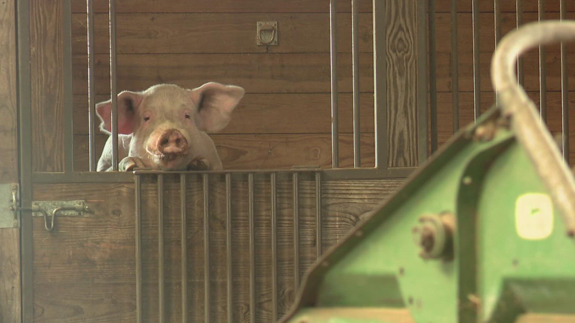 One of the St. Louis area's biggest social media influencers isn't a human. Rutabaga the pig is using his fame to bring attention to animal rescue.
