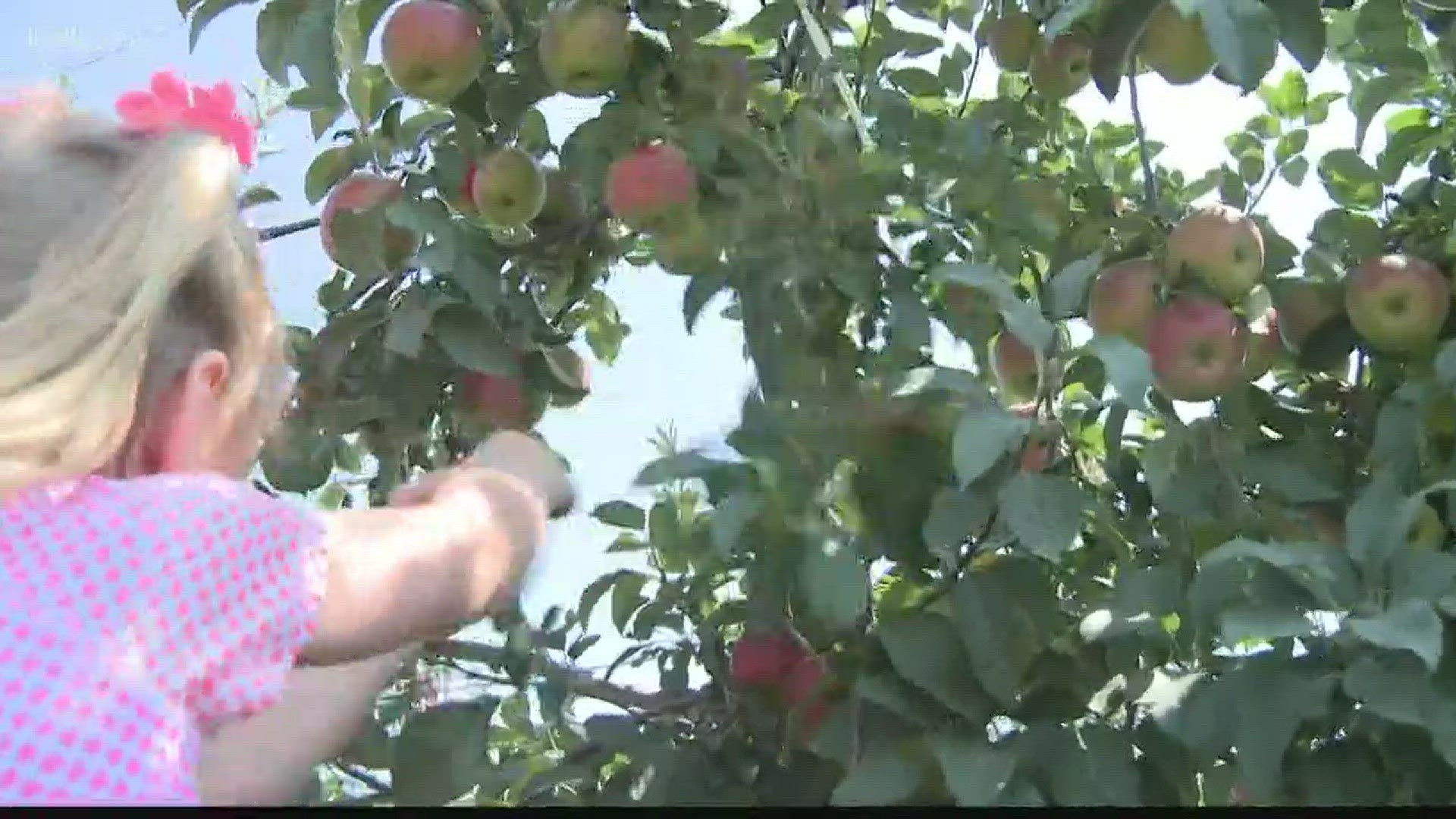 Recipe Eckert's Apple Crumb Pie