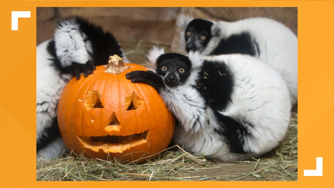 Come to the St. Louis Zoo for family-friendly Halloween fun! | www.semadata.org