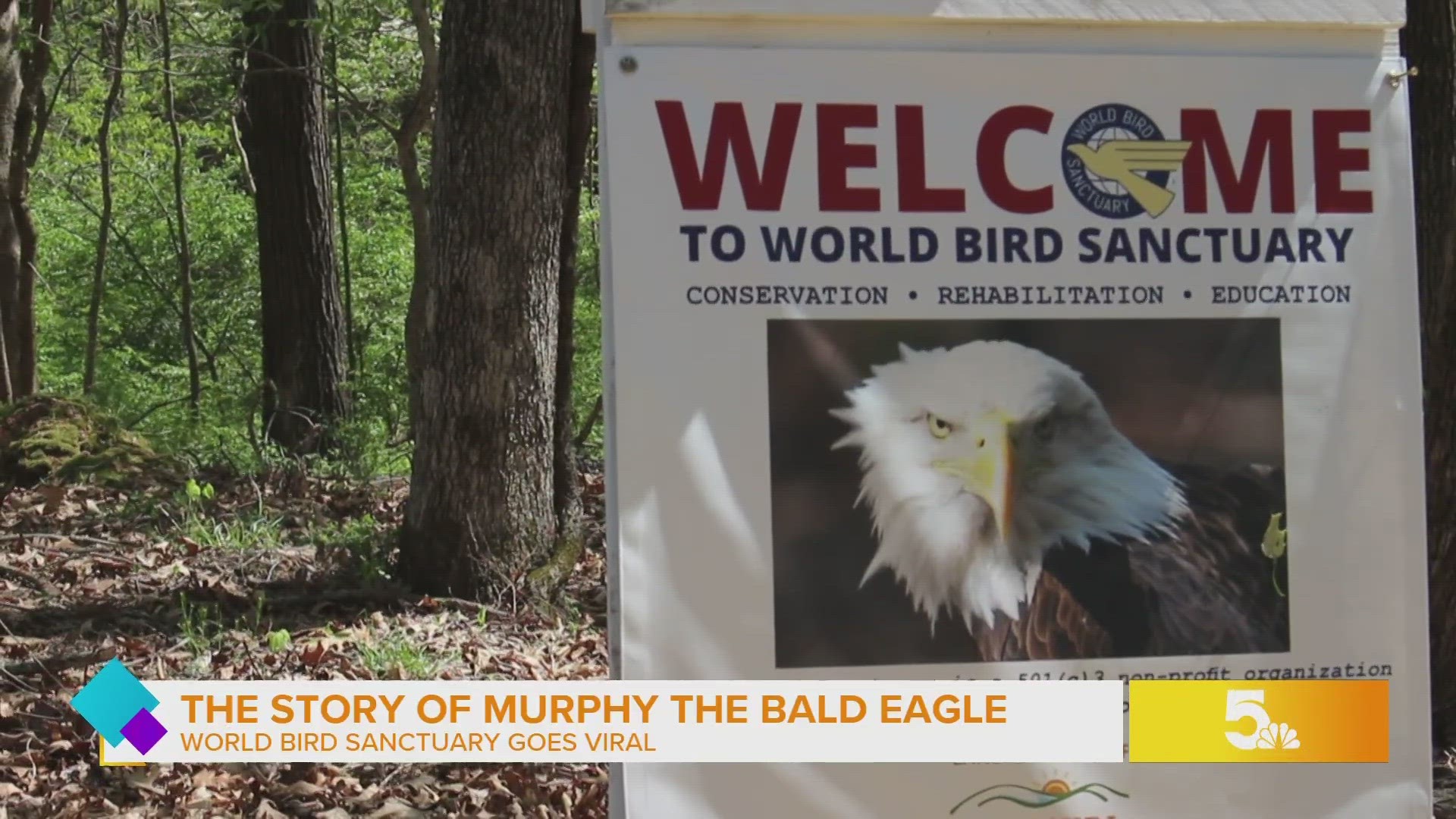Bald Eagle - Patriot - World Bird Sanctuary