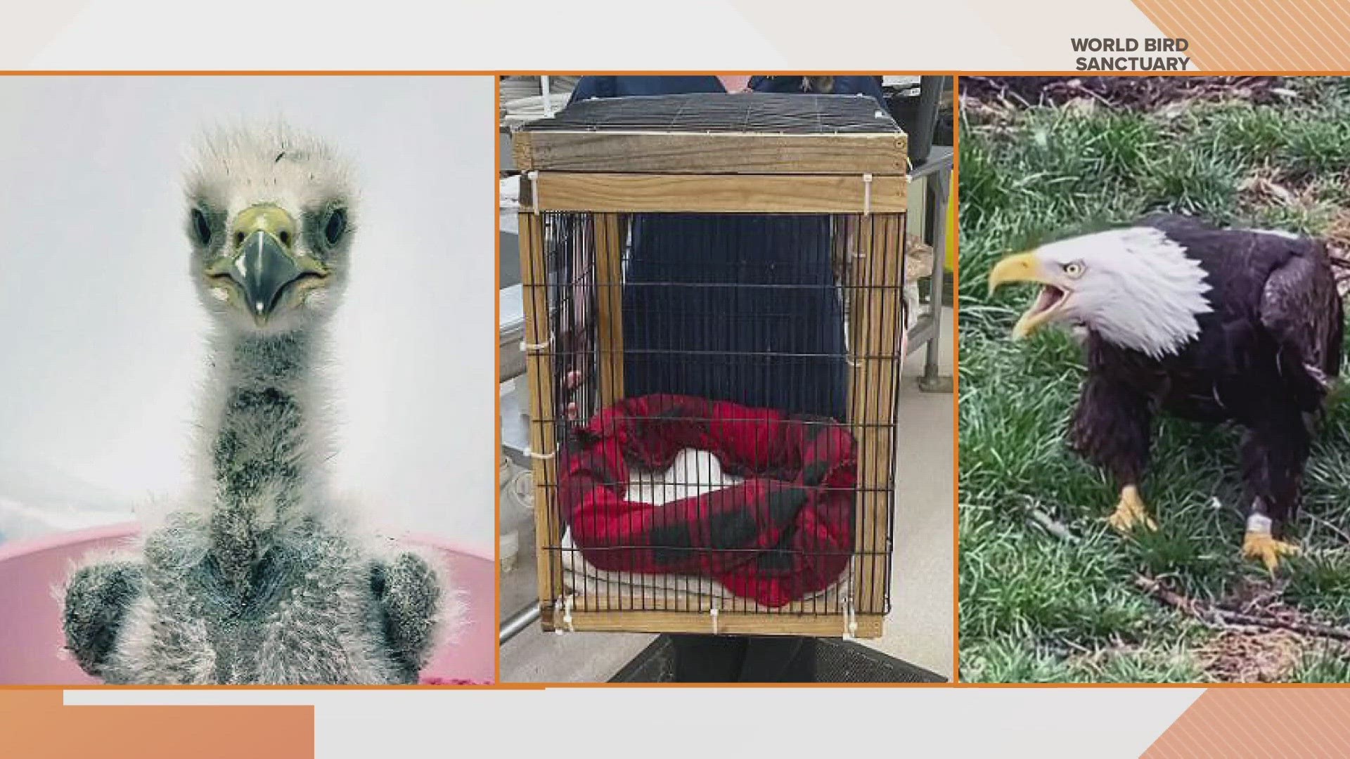 The World Bird Sanctuary said it hopes "Rocky" will join an eagle community within the area after he is released along the Mississippi River.