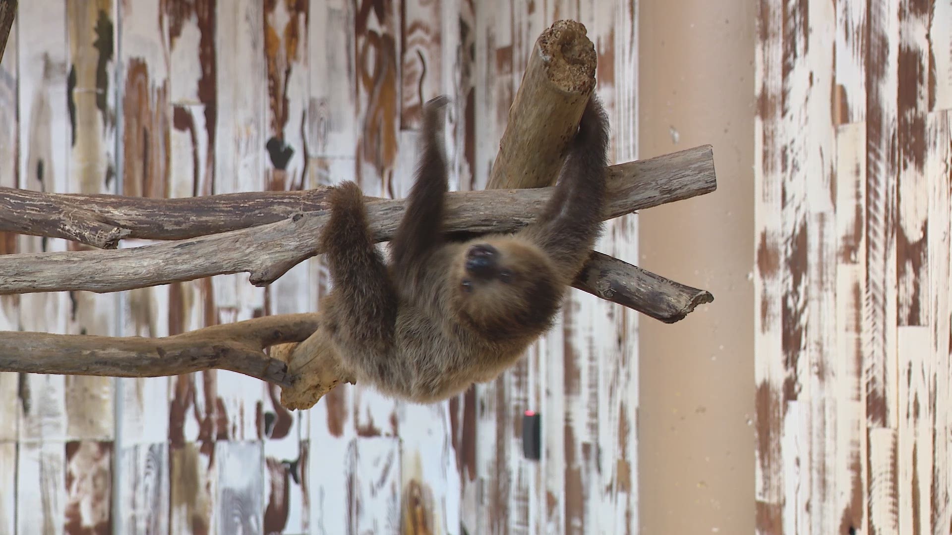 Coconut is a Linnaeus’ two-toed sloth. She will celebrate her first birthday on Feb. 20.