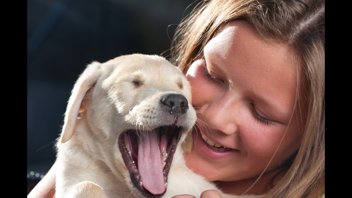 What your dog's yawn actually means