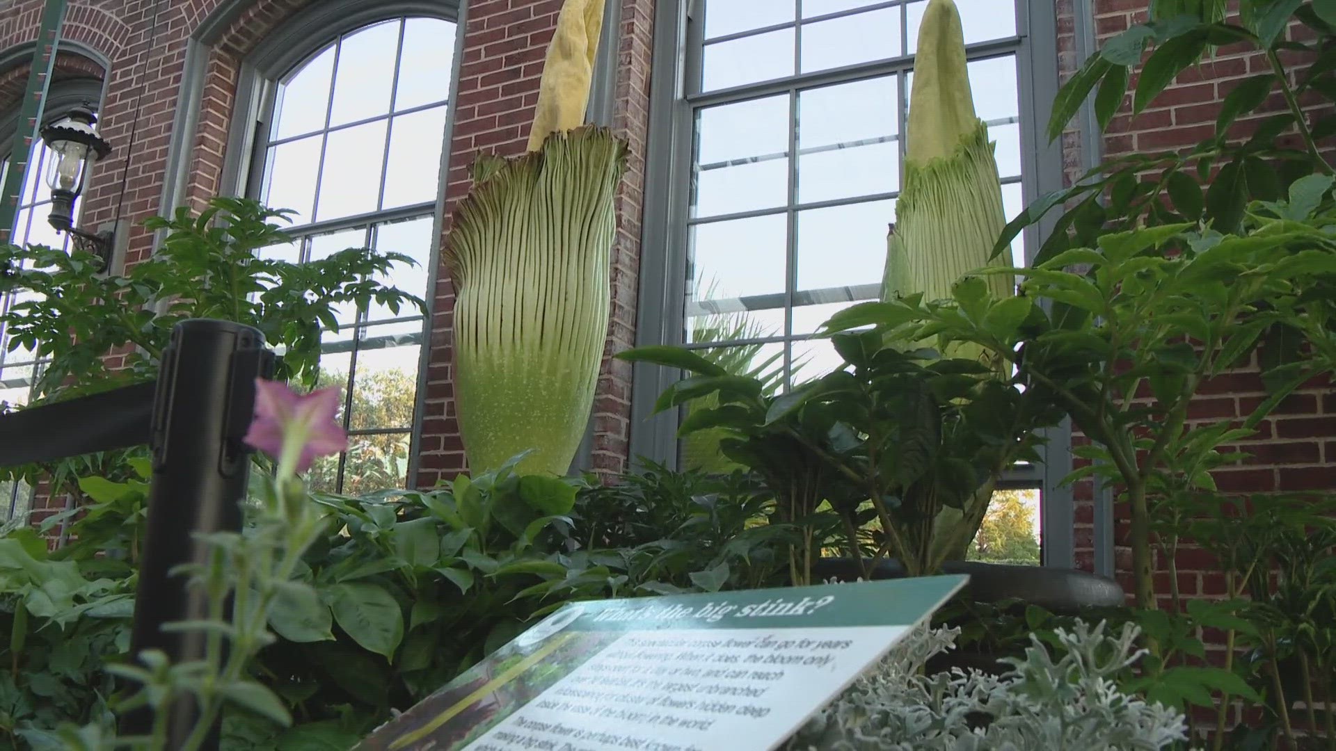 Octavia the corpse flower is finally starting to bloom after a 16-day wait. The Linnean House Conservatory, where she is housed, is starting to smell.