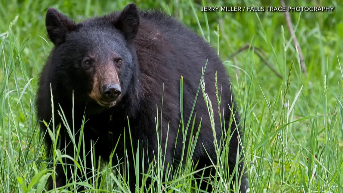 Missouri's rising bear population could lead to a new hunting season