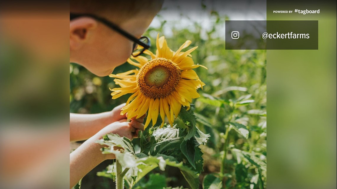 Belleville, Illinois: Eckert’s opens sunflower field | www.semadata.org