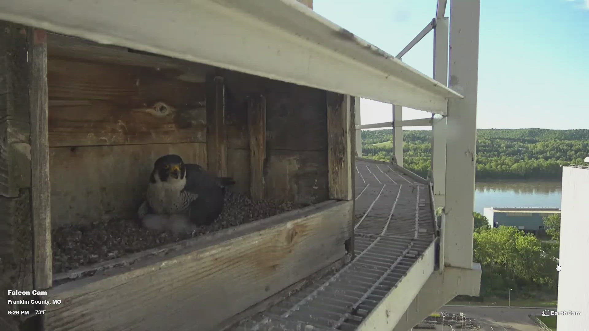 A pair of Peregrine falcons are caring for their newly hatched chicks, and all of it is being documented live thanks to an Ameren Missouri camera.