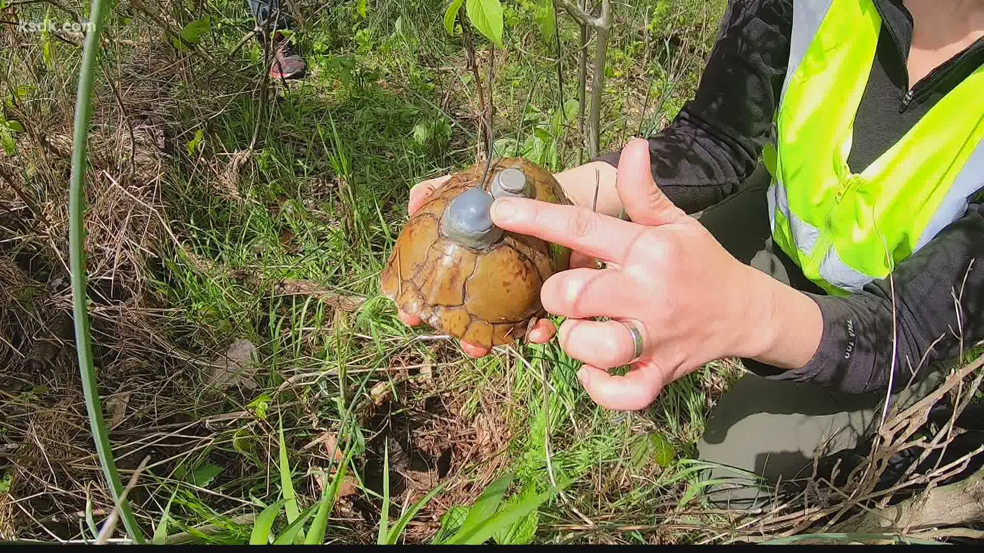 Saint Louis Zoo project investigates virus afflicting turtles