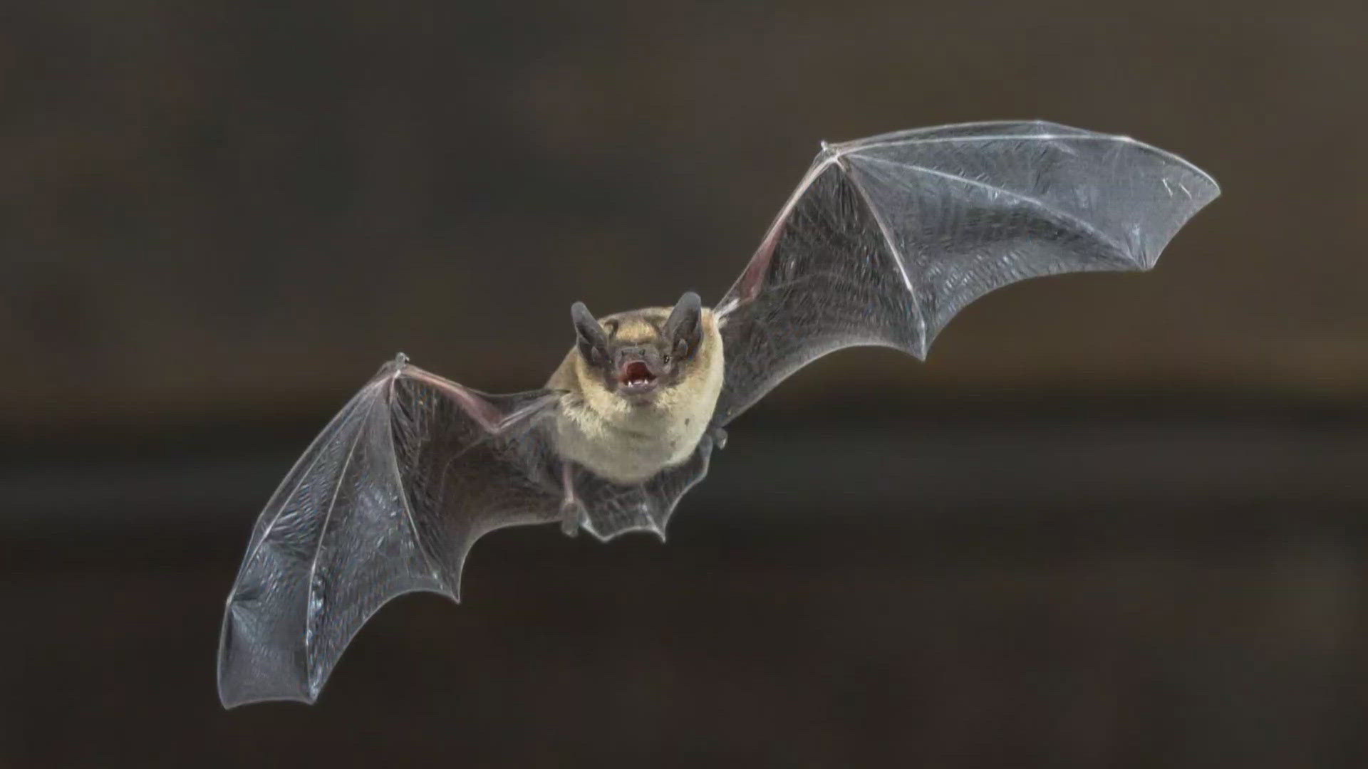 Officials in 2024 started seeing more bats in homes compared with previous years but weren't sure why.