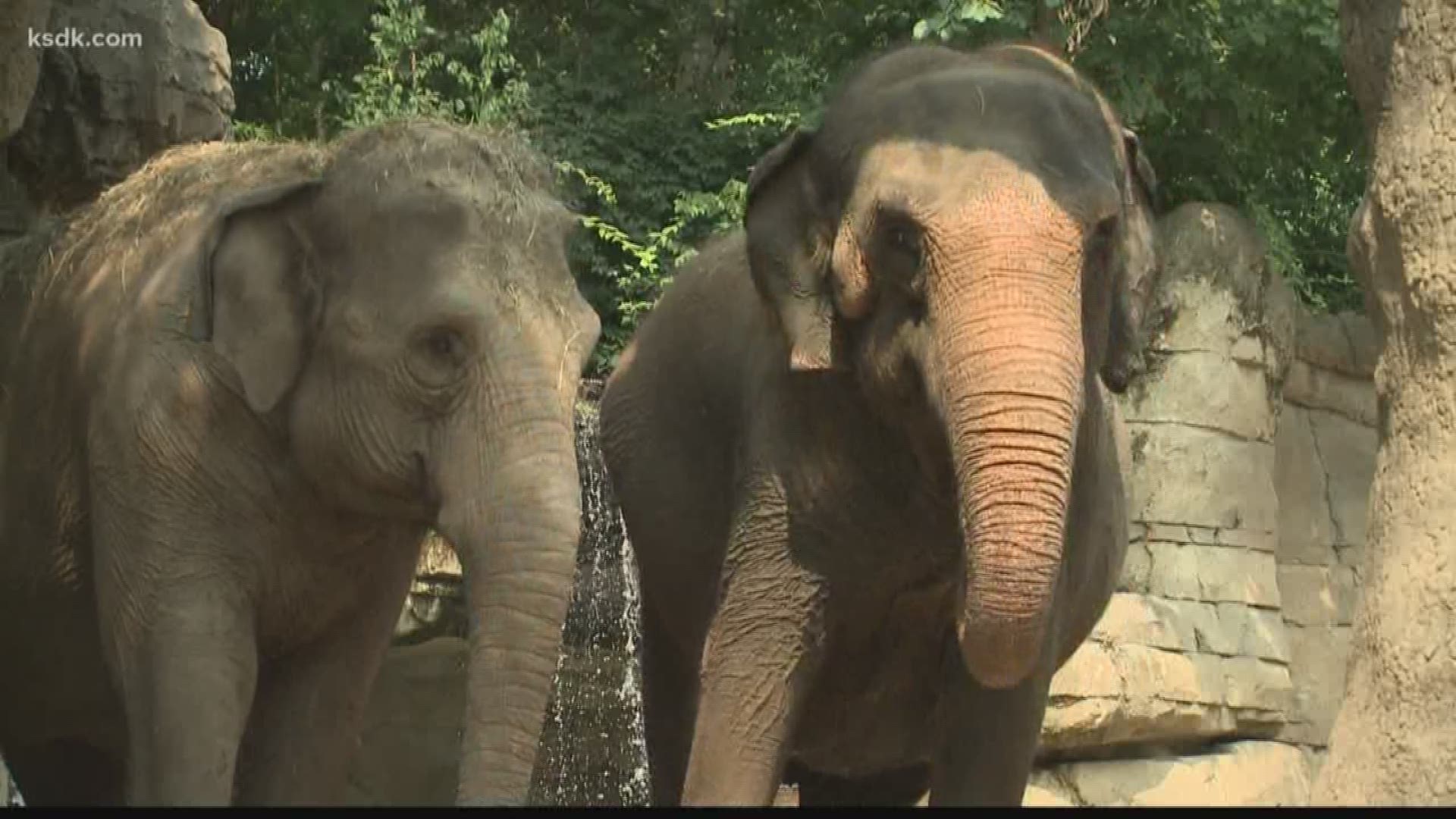 Elephant Max passes away one week after 2 others died at Grant’s Farm