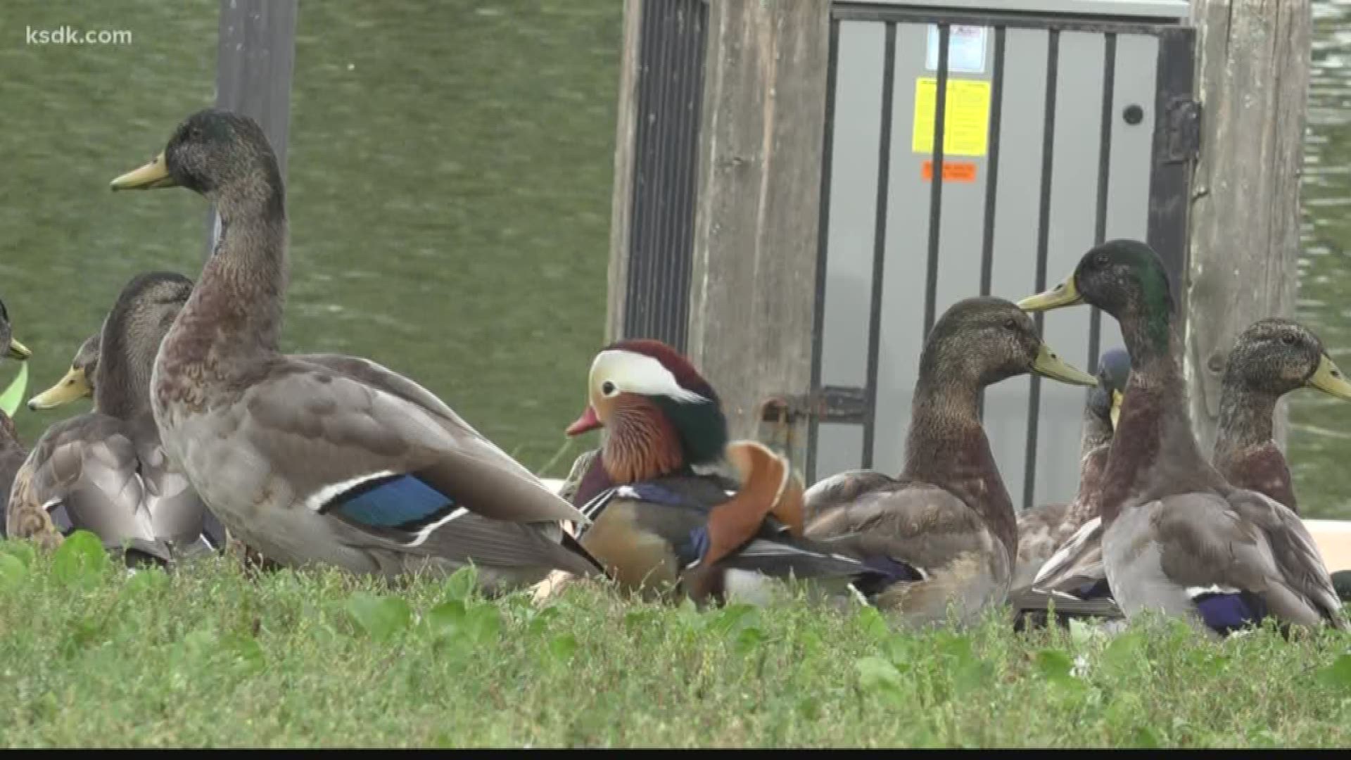 The unique-looking duck is bringing birdwatchers to Florissant.
