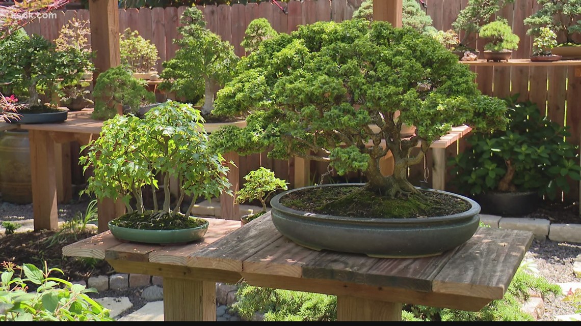 Bonsai Tree Culture Of High Interest With Tokyo Olympics Underway Ksdk Com