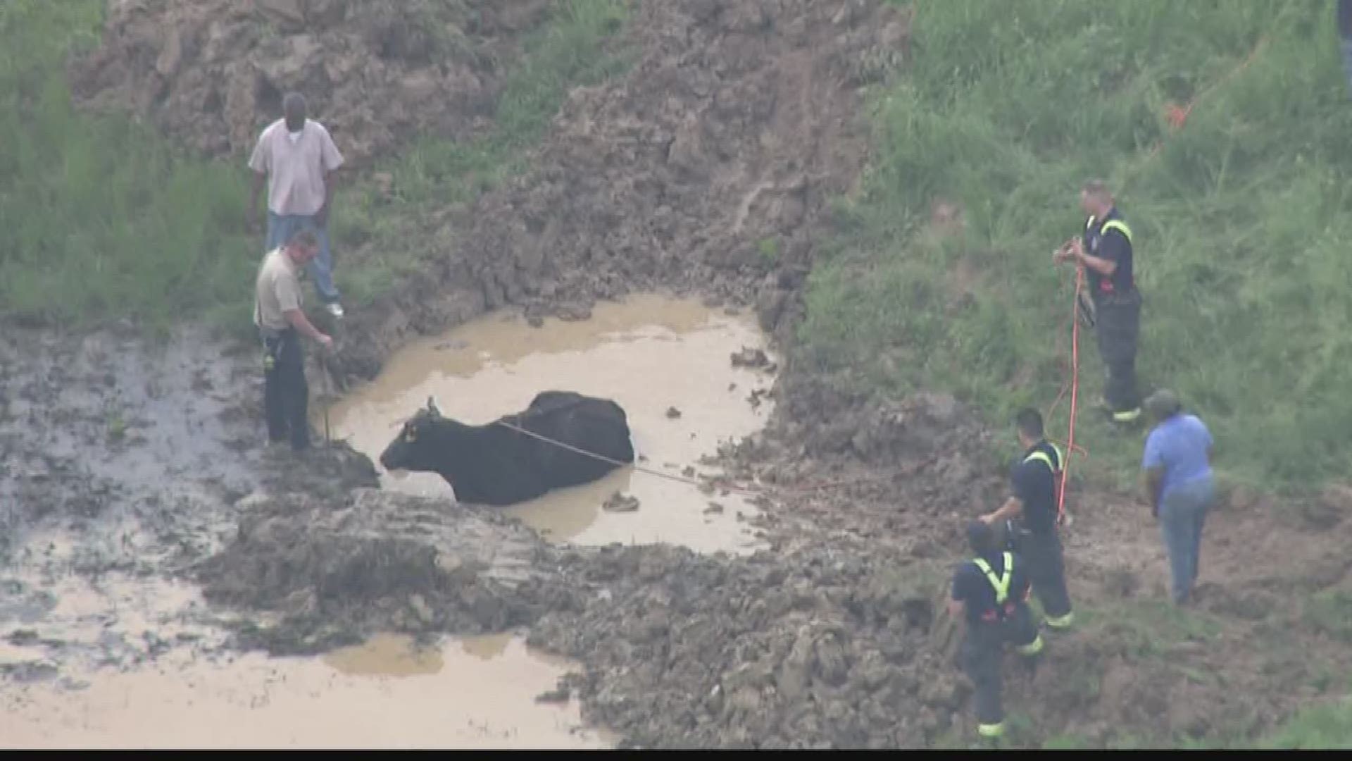 Firefighters rescue cow stuck in mud | ksdk.com