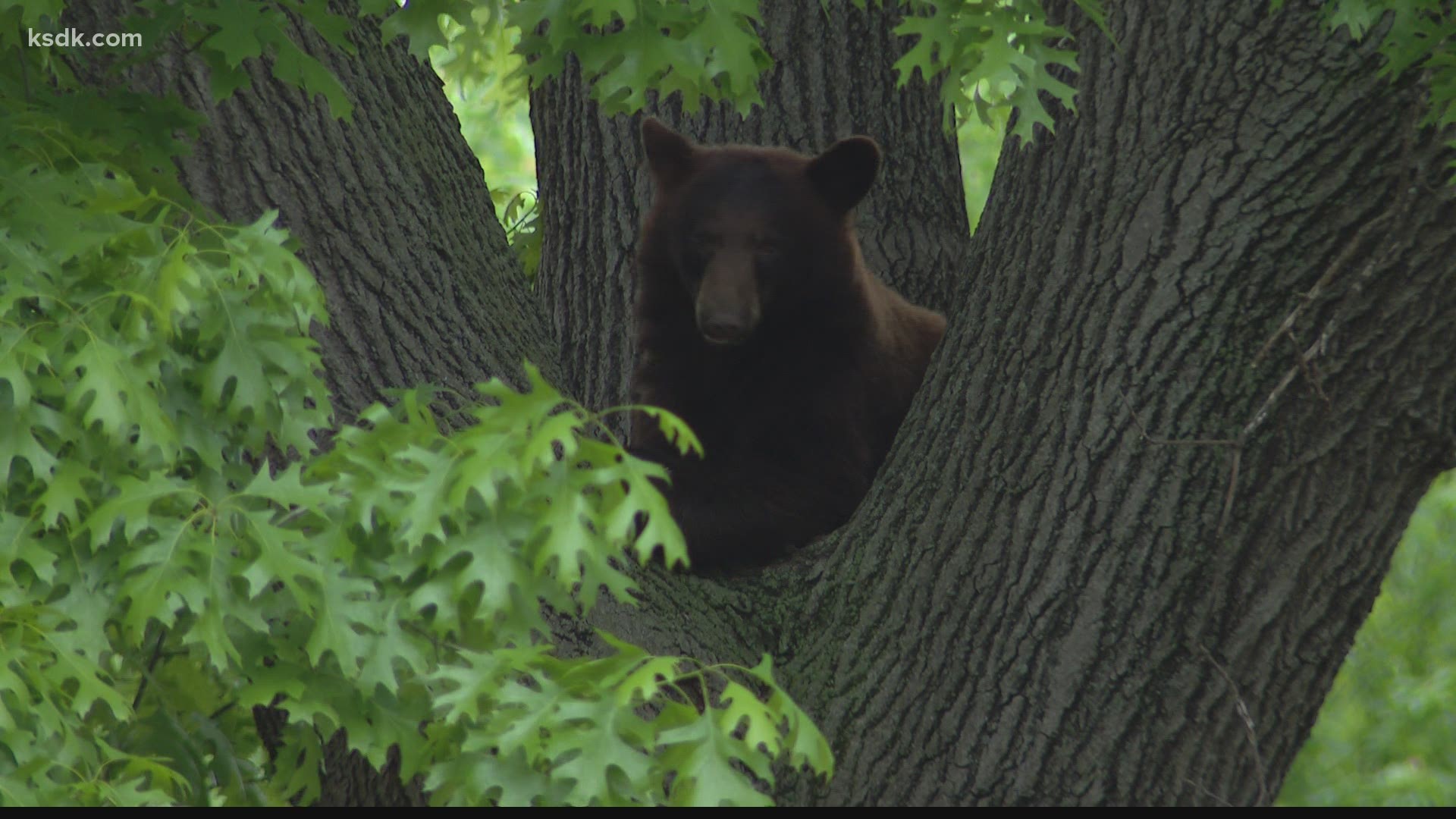 Conservation agents tranquilize black bear in Richmond Heights