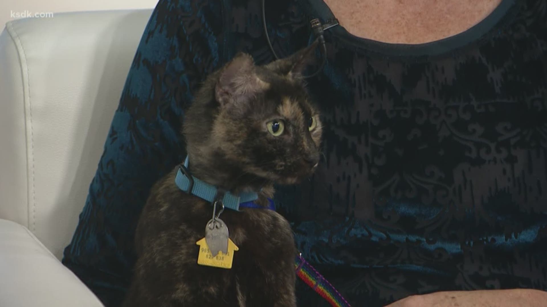 The Humane Society of MO is recognizing Adopt a Senior Pet Month with a promotion in November. Dr. Nicole Fulcher talks about the benefits of adopting a senior pet.