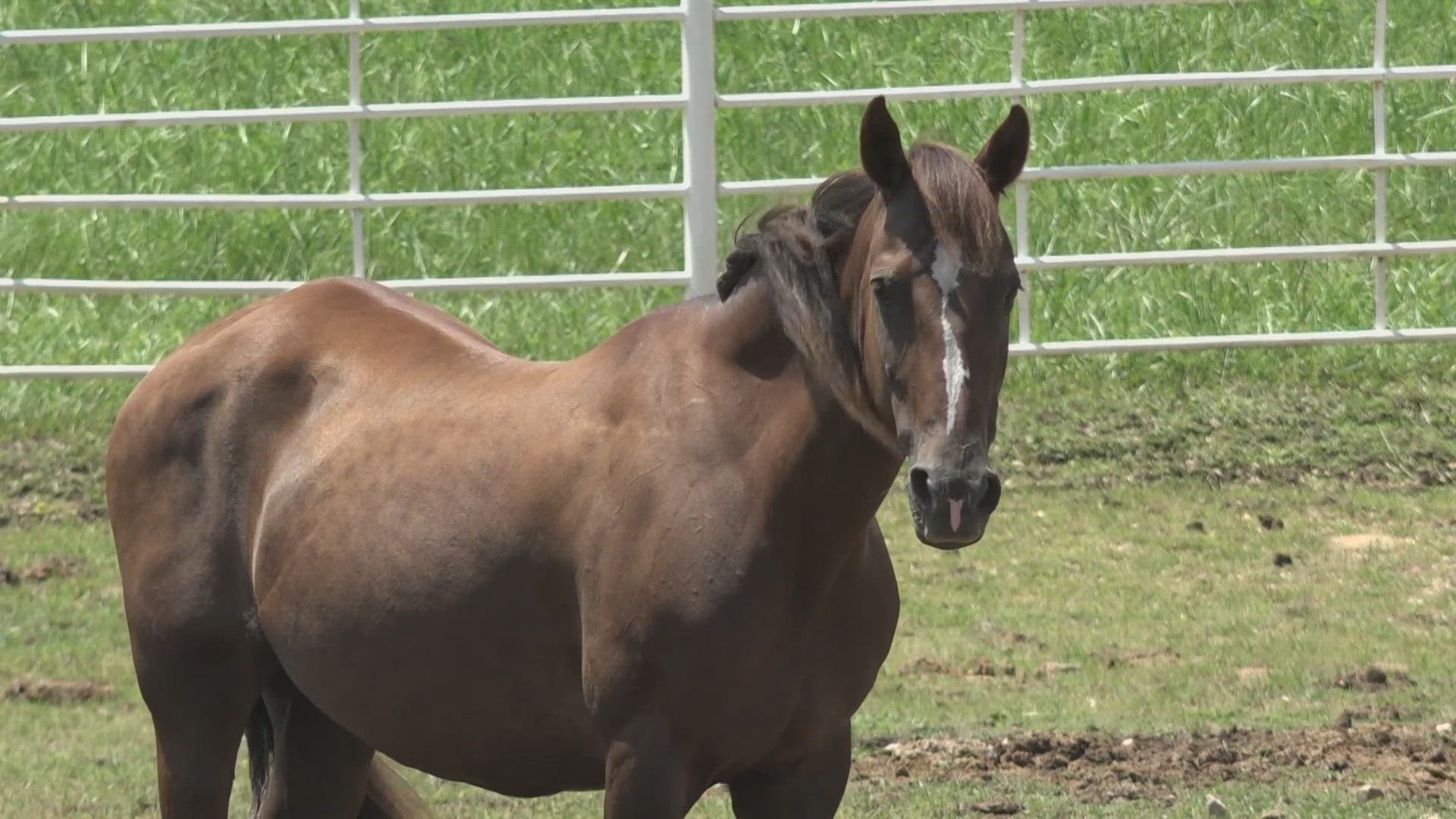 Longmeadow Rescue Ranch saves farm animals like horses and goats. The ranch needs more people to adopt the animals.