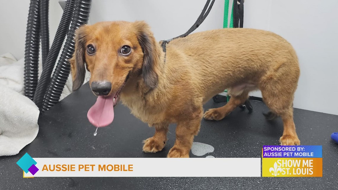 Sponsored Aussie Pet Mobile West St. Louis is keeping the furry