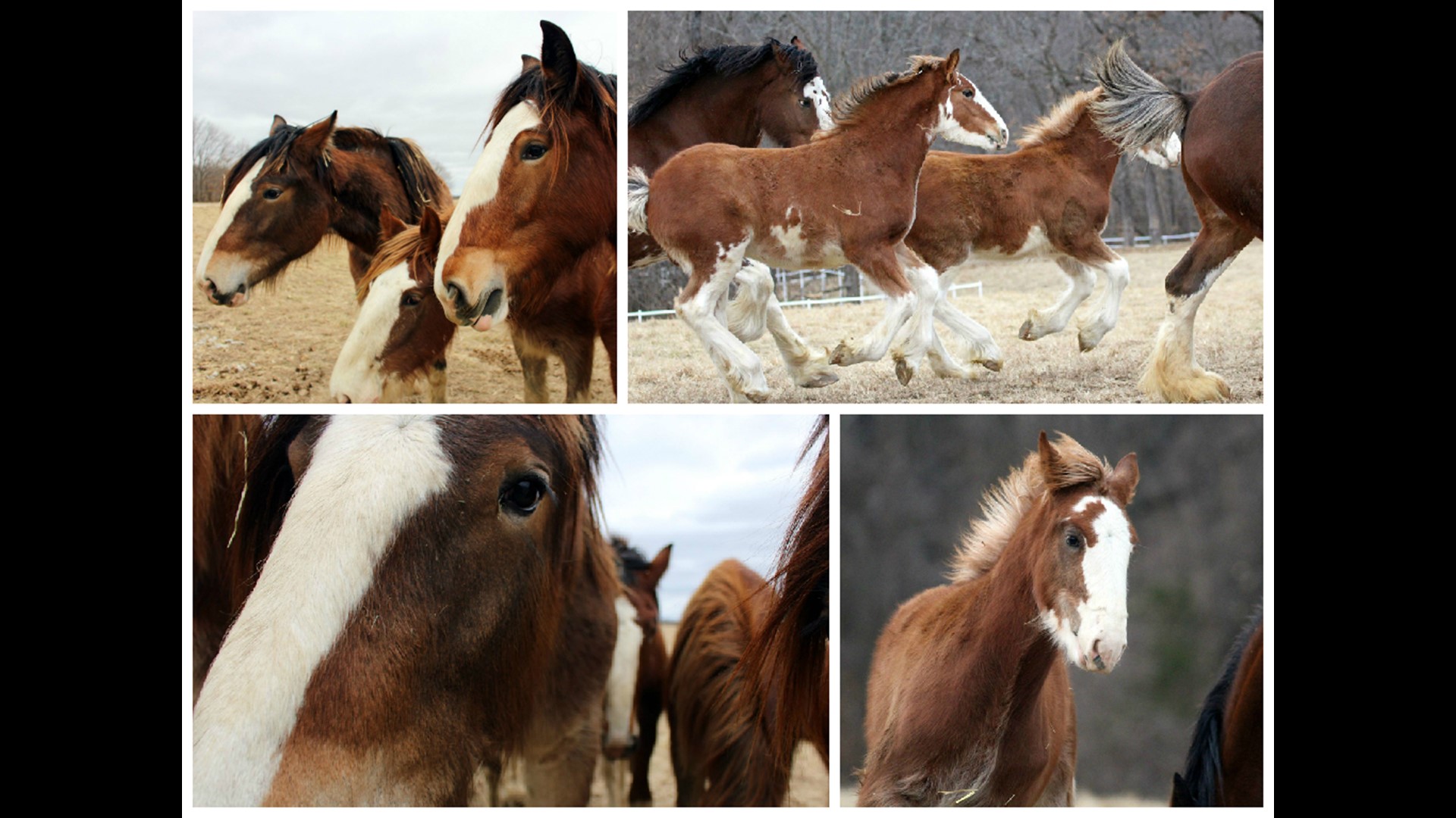 How do Clydesdales get their names?