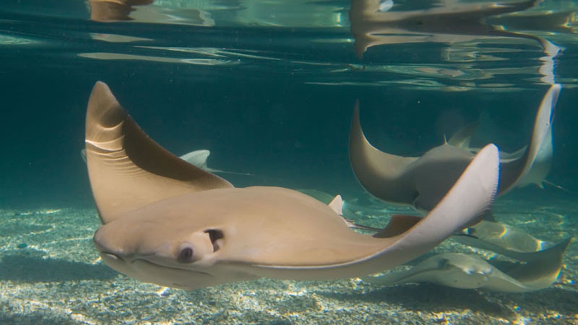 'Stingrays at the Caribbean Cove' opens at Saint Louis Zoo