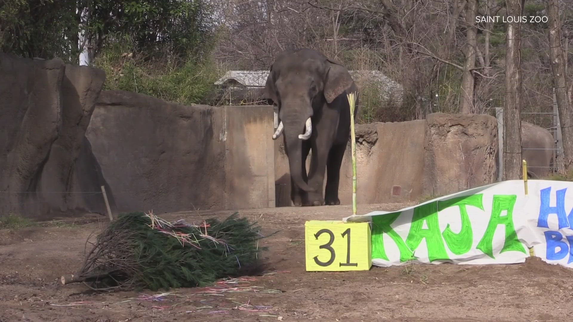 Raja was the first elephant ever born at the Saint Louis Zoo back in 1992. It could be his last birthday in St. Louis, as he's moving in late 2024 or early 2025.