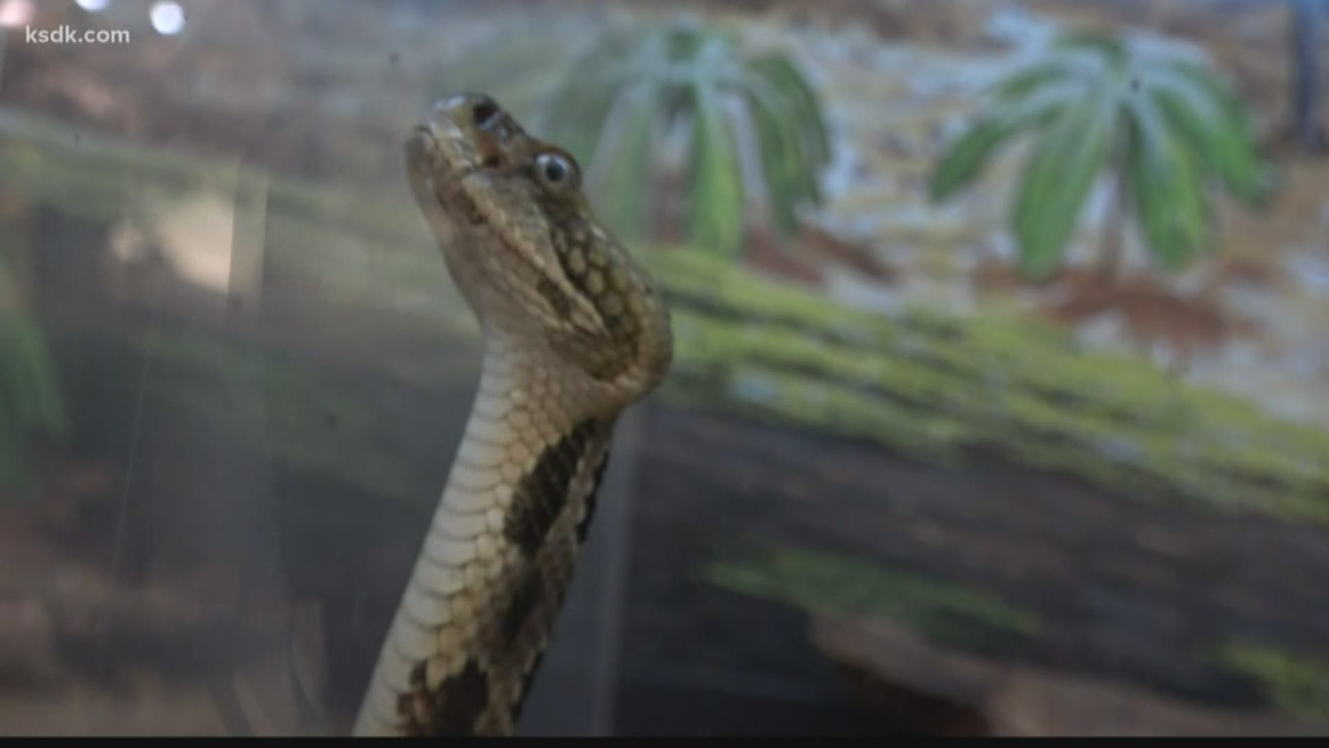 “When we have flooding events like we've seen recently, just like people get displaced by floods, wildlife gets displaced by floods as well,” he said.