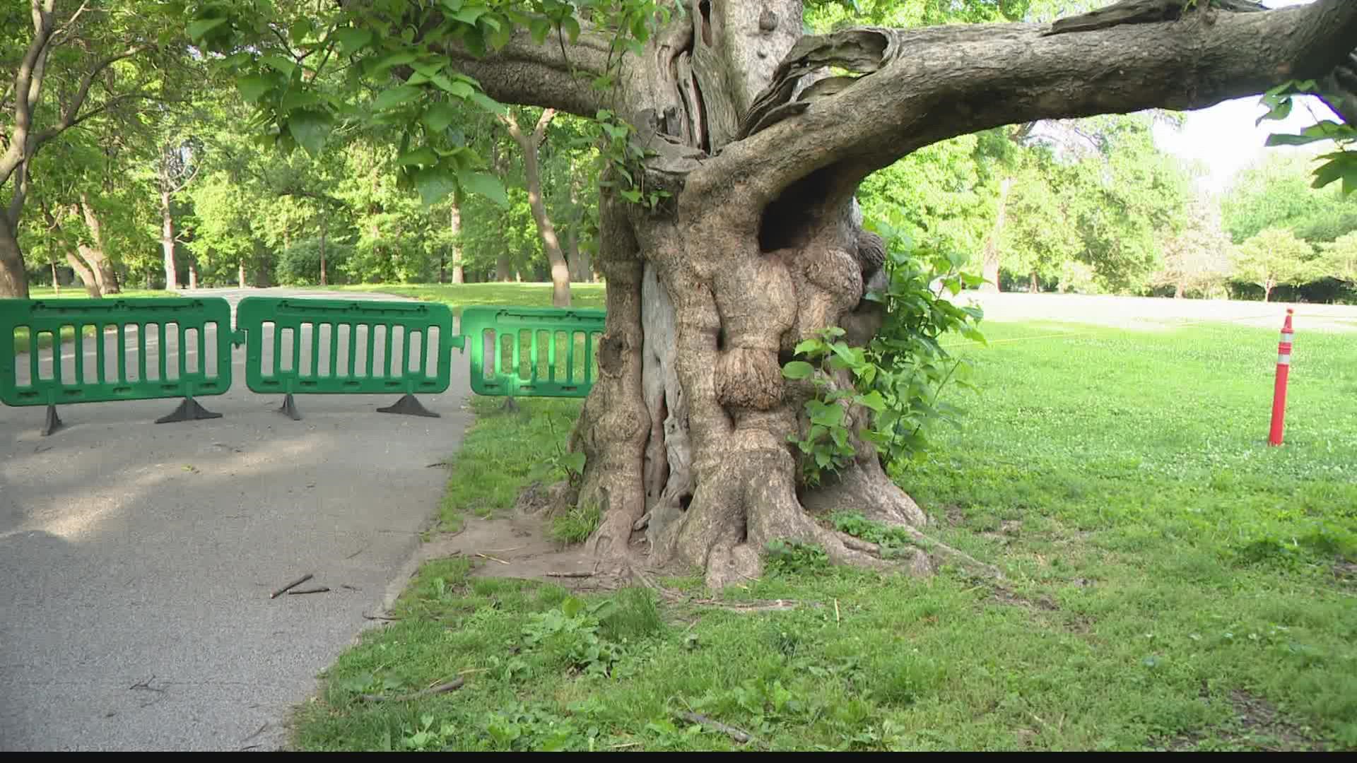 Officials estimate the 75- to 100-year-old tree is posing an increased risk of limbs falling without warning.