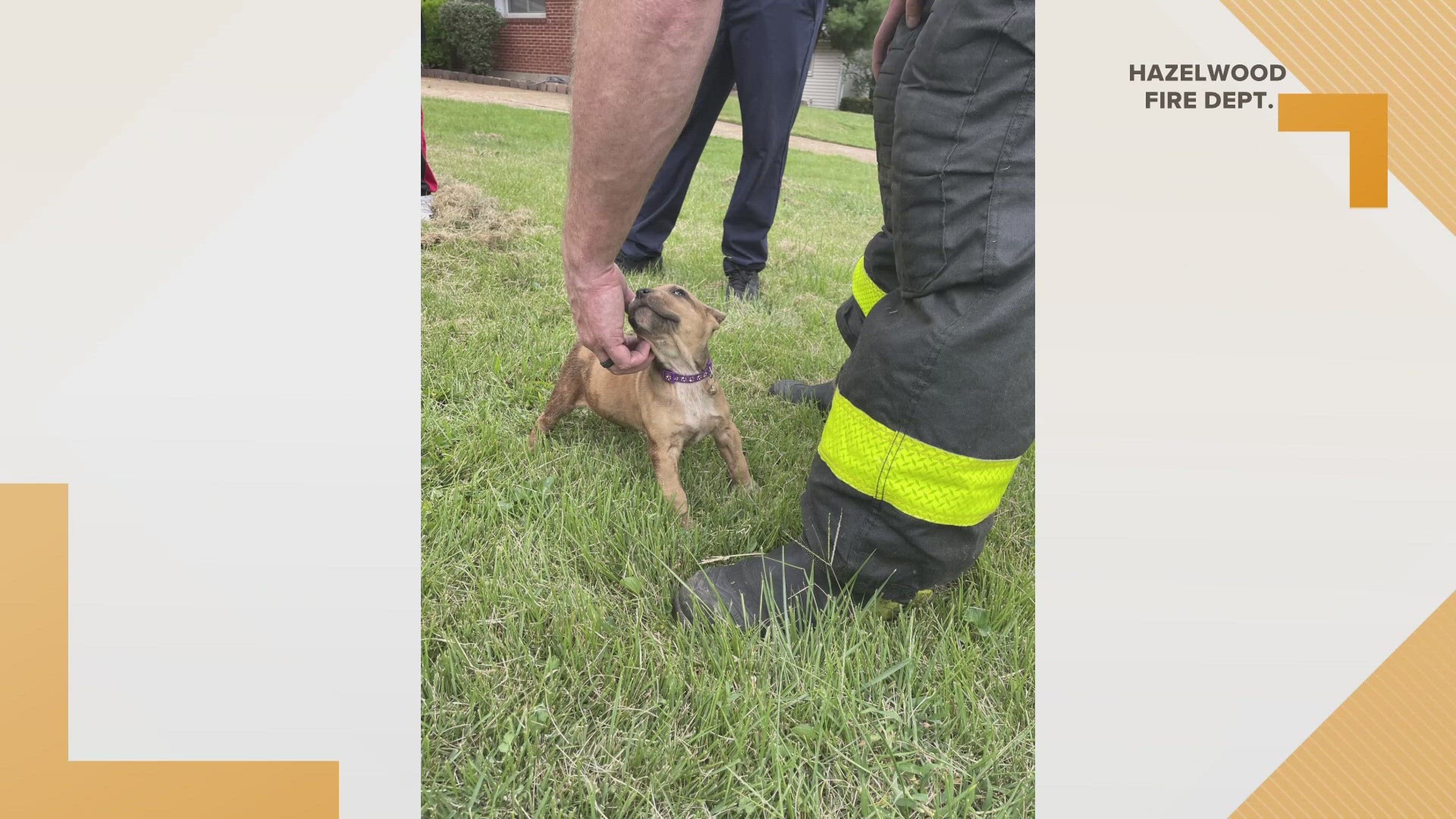"Mini Me" was stuck when the Hazelwood Fire Department came to the rescue. She was reunited with her people.