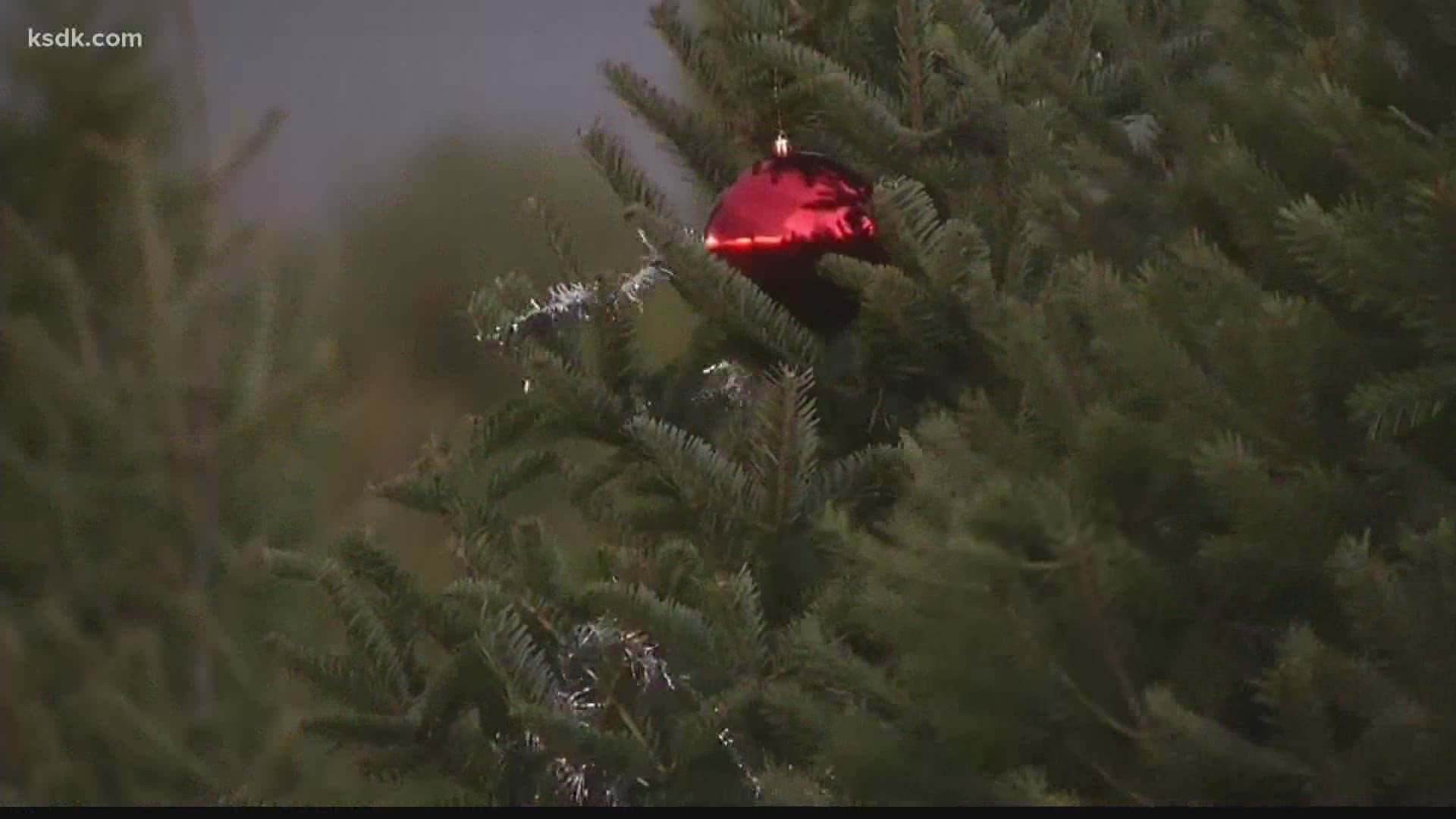 Apparently, many people are choosing to ditch their artificial trees and decorate early