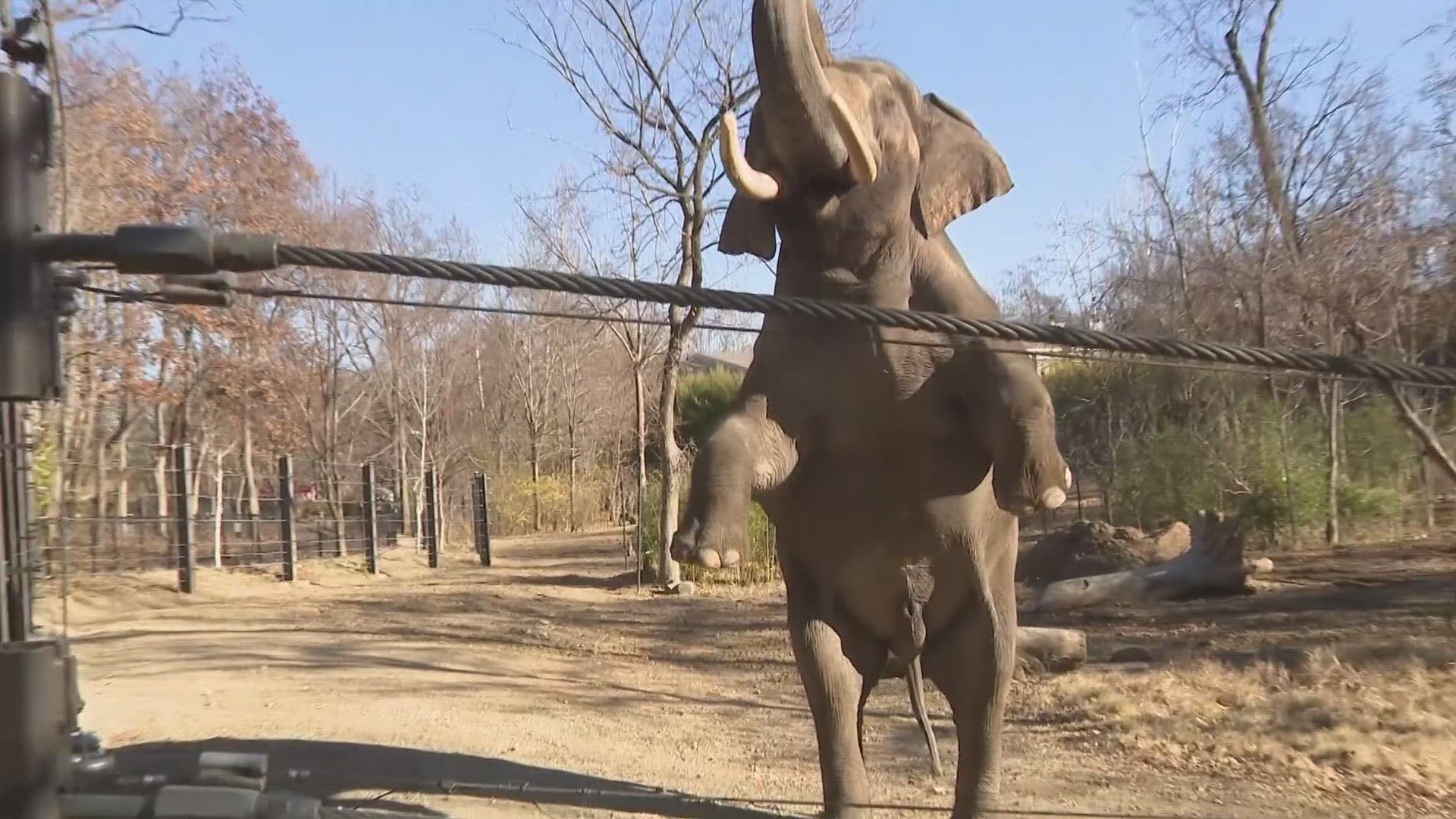 Raja leaving Saint Louis Zoo